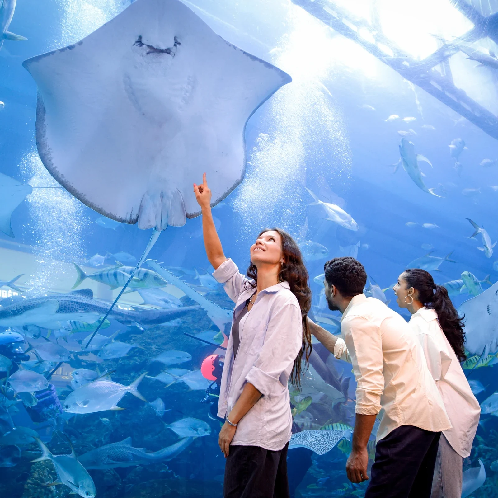 Dubai Aquarium & Underwater Zoo: del túnel submarino a los pases VIP