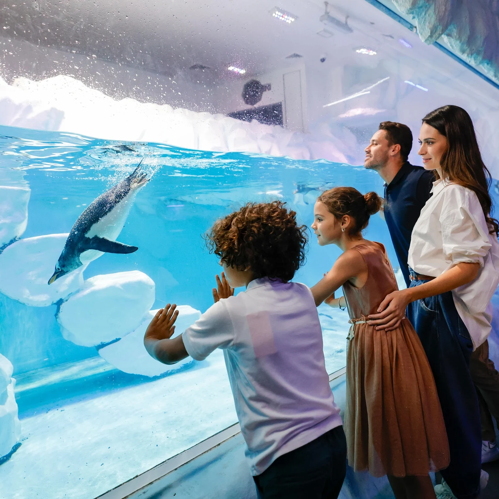 Dubai Aquarium & Underwater Zoo: vom Unterwassertunnel bis zum VIP-Pass