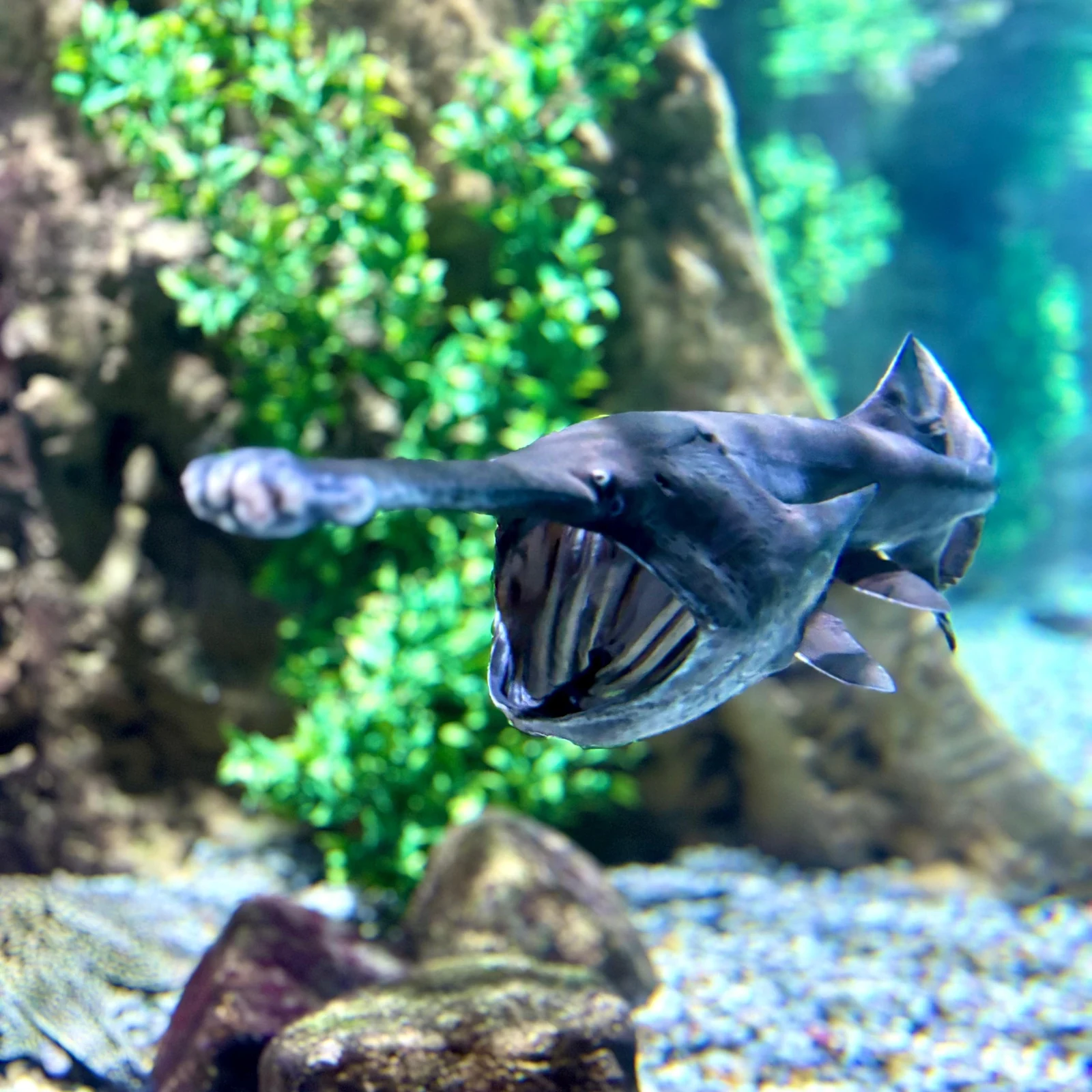 Dubai Aquarium & Underwater Zoo: vom Unterwassertunnel bis zum VIP-Pass