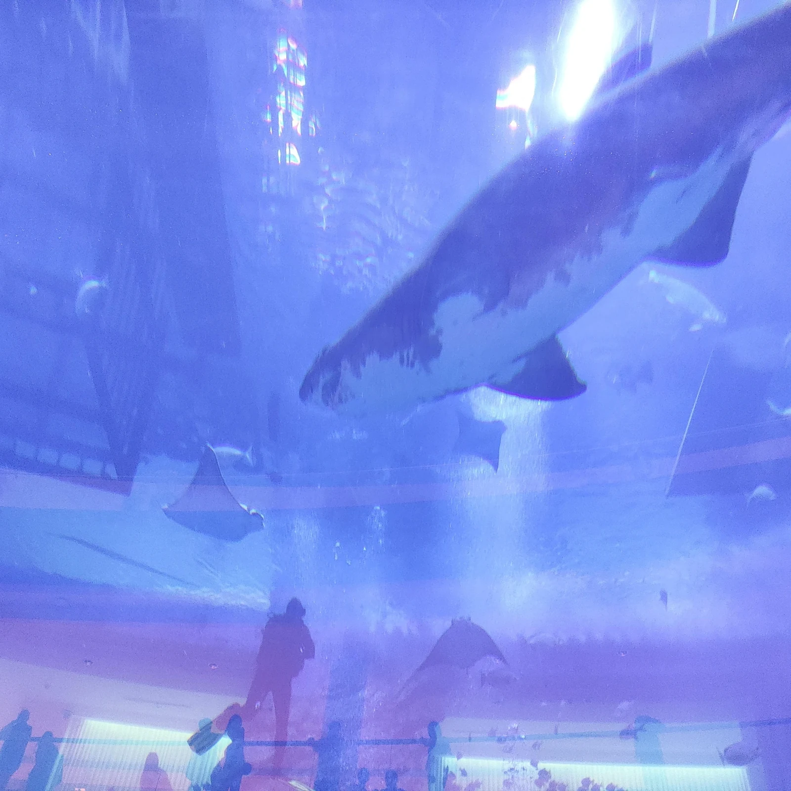 Burj Khalifa niveaux 124 et 125 + Aquarium de Dubaï en une réservation