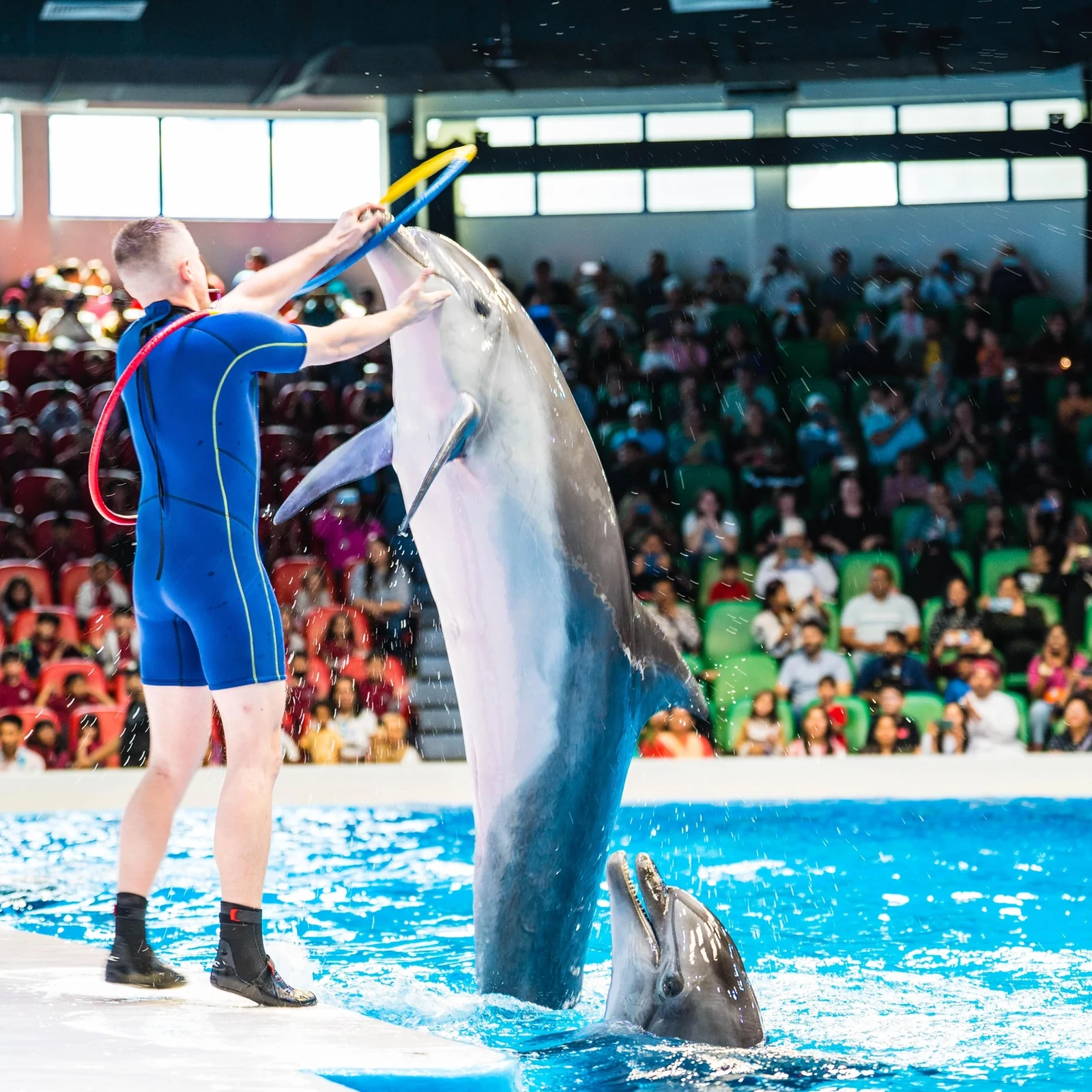 Dubai Dolphinarium Tickets: Delfine, Seelöwen und optionale Vogelshow