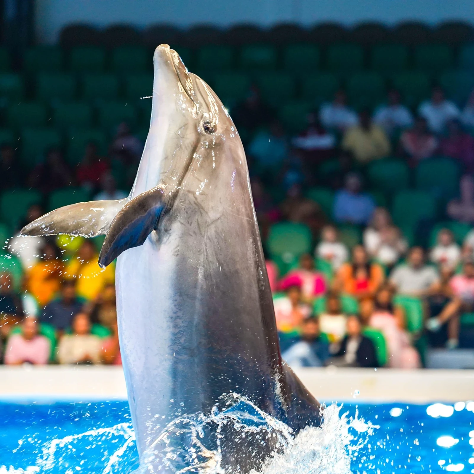 Dubai Dolphinarium: Delfine und Seelöwen, plus Vögel mit der passenden Option