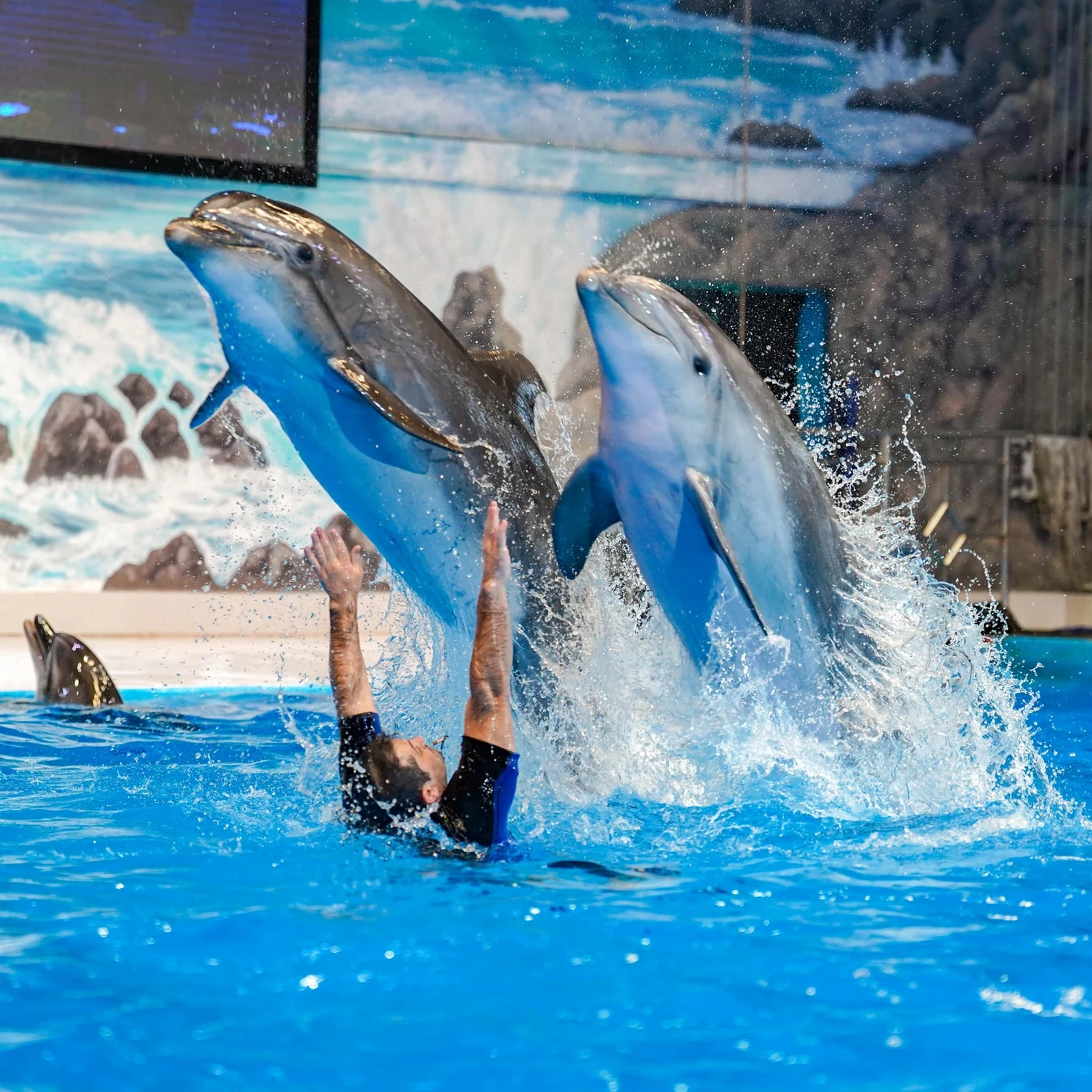 Dubai Dolphinarium: Delfine und Seelöwen, plus Vögel mit der passenden Option