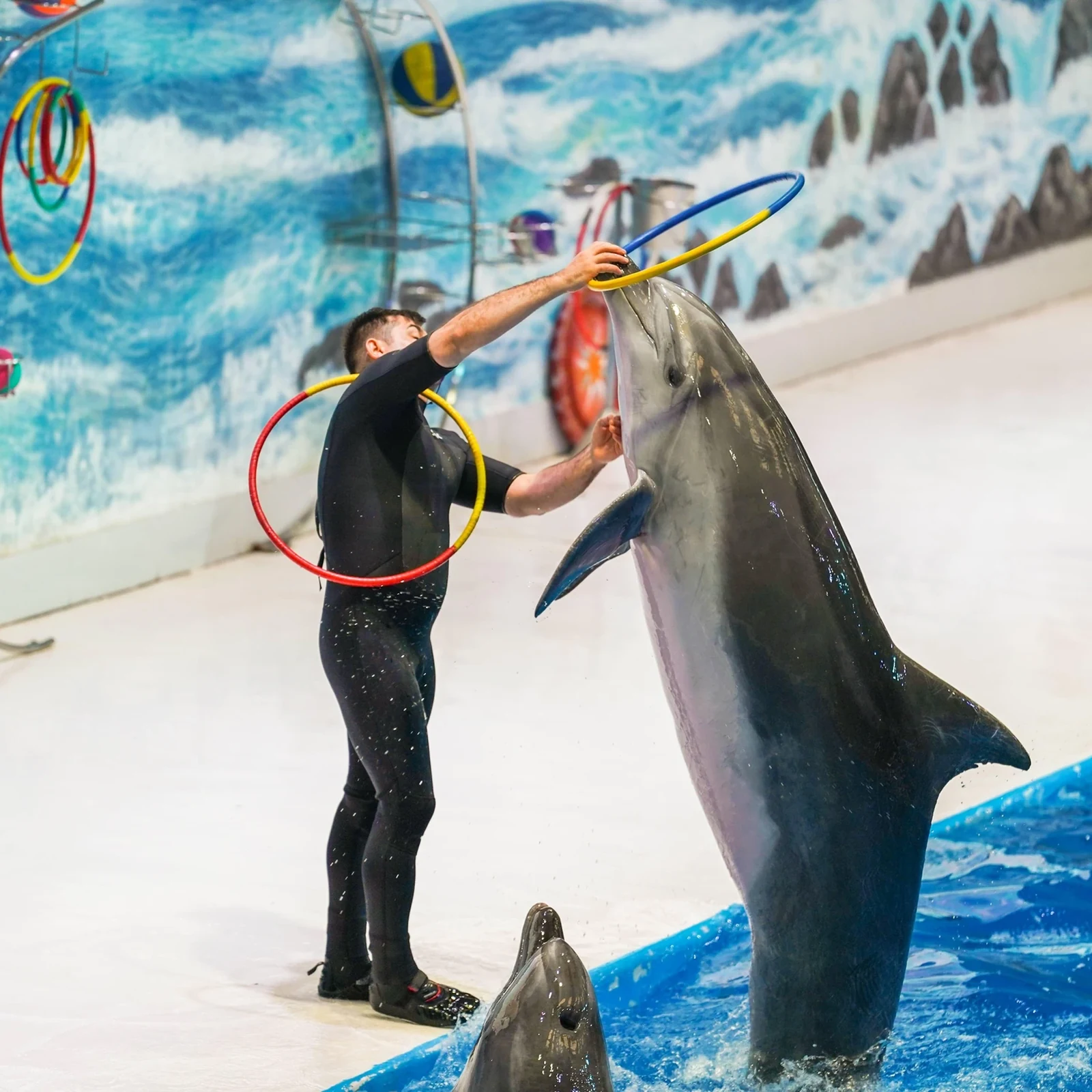 Dubai Dolphinarium: Delfine und Seelöwen, plus Vögel mit der passenden Option