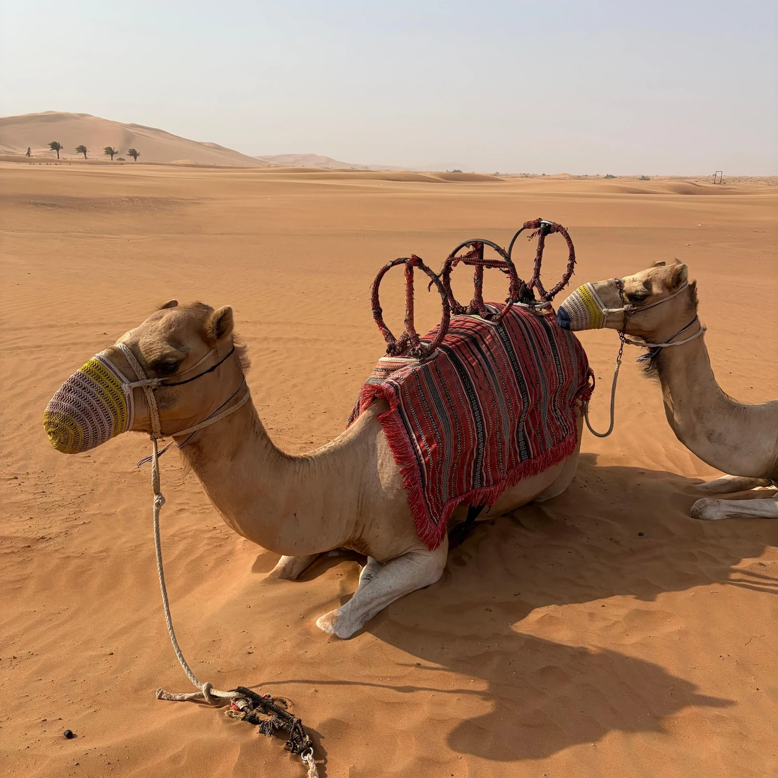 Safari durch Lahbabs rote Dünen mit Kamelritt und Sandboarding