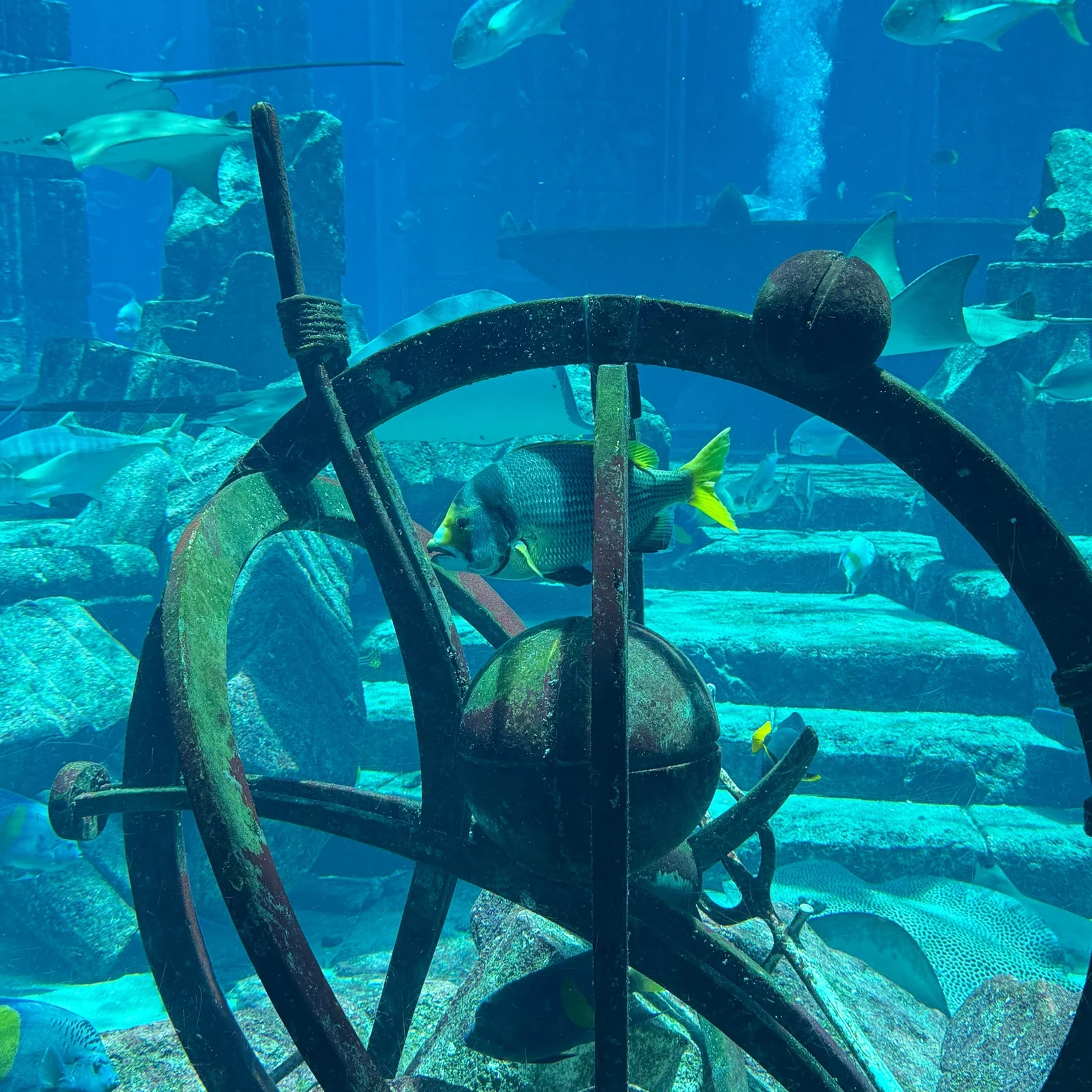 Lost World Aquarium Dubai Tickets: Atlantis Aquarium und Mermaid Show