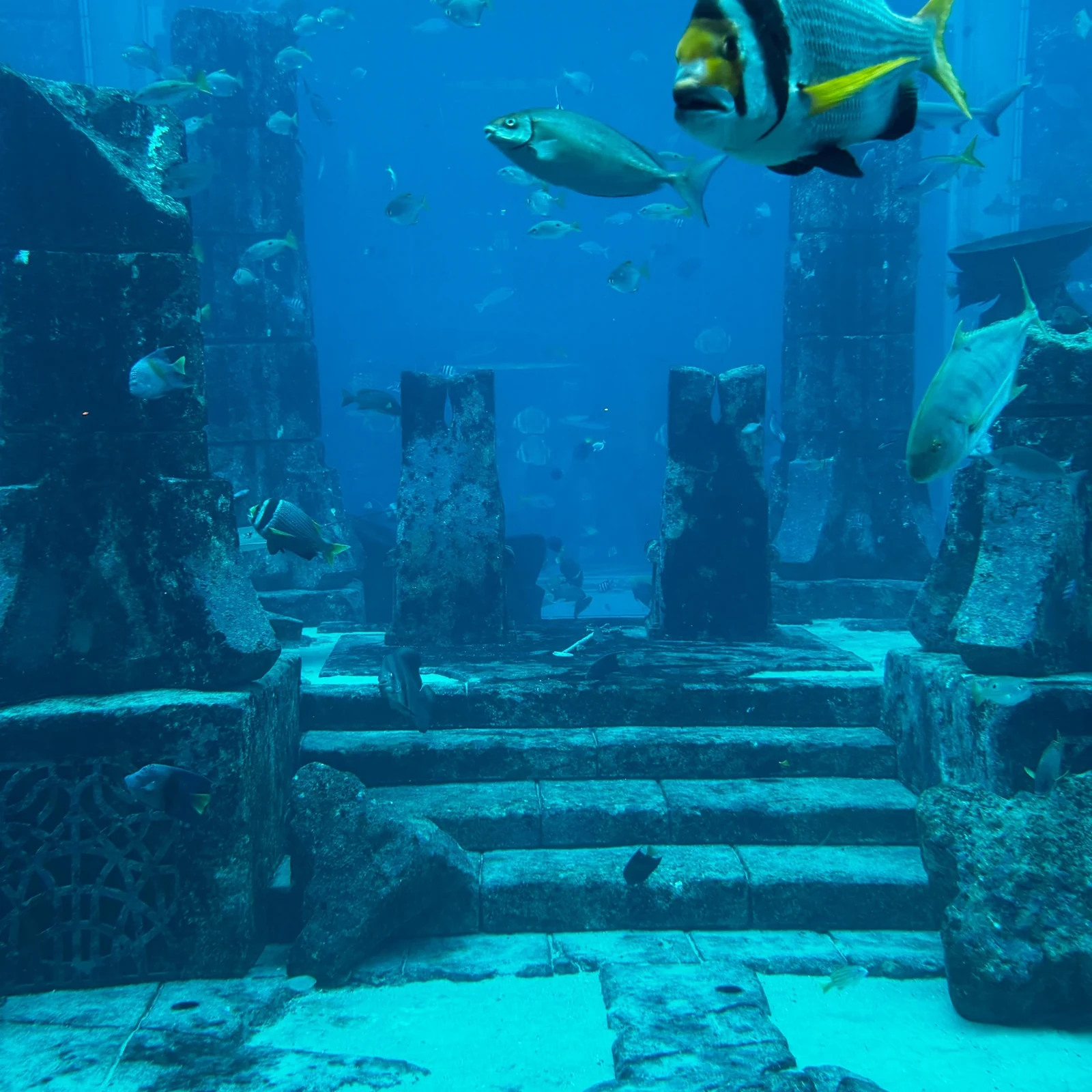 Lost World Aquarium Dubai: más de 65.000 animales marinos en Atlantis