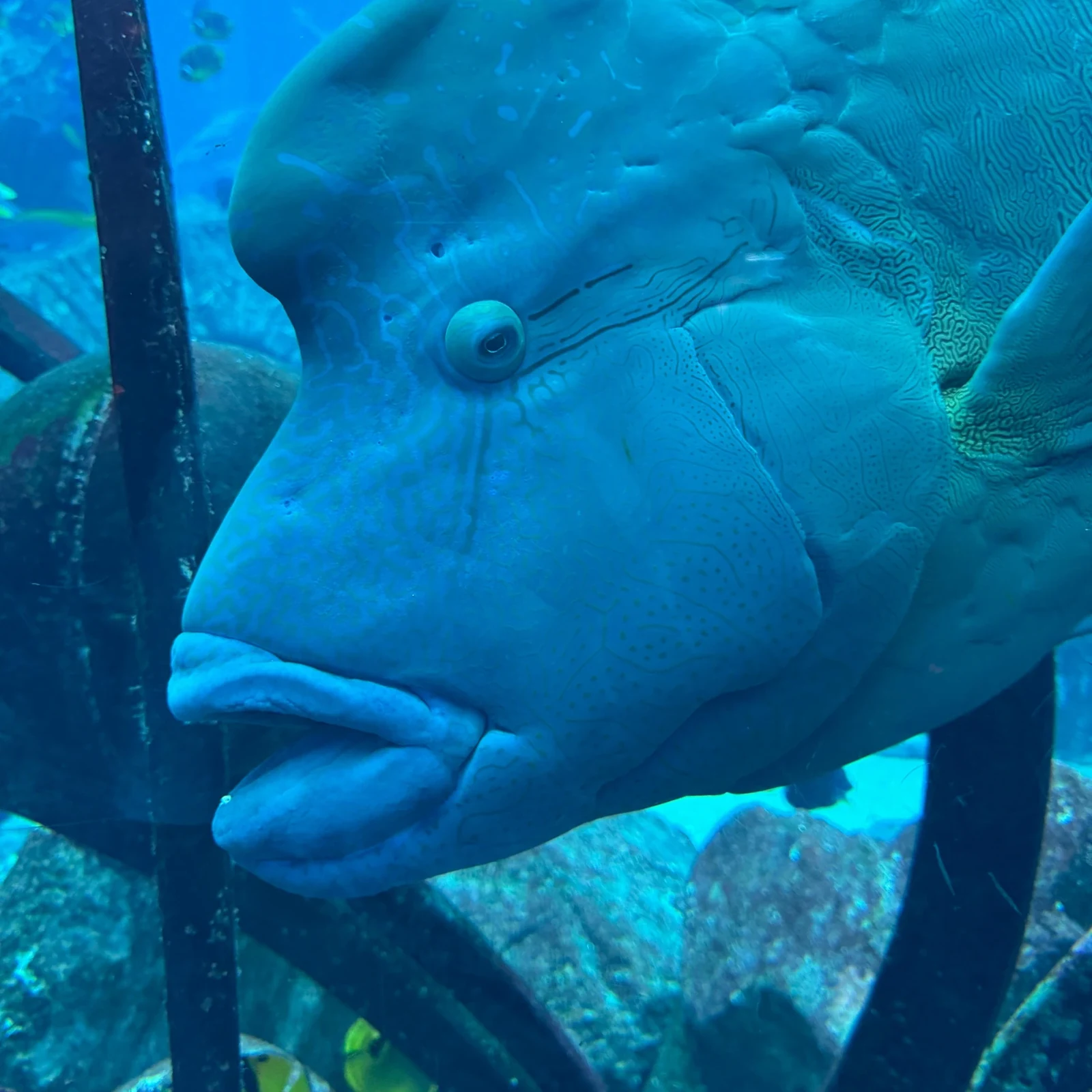 Lost World Aquarium Dubai: más de 65.000 animales marinos en Atlantis