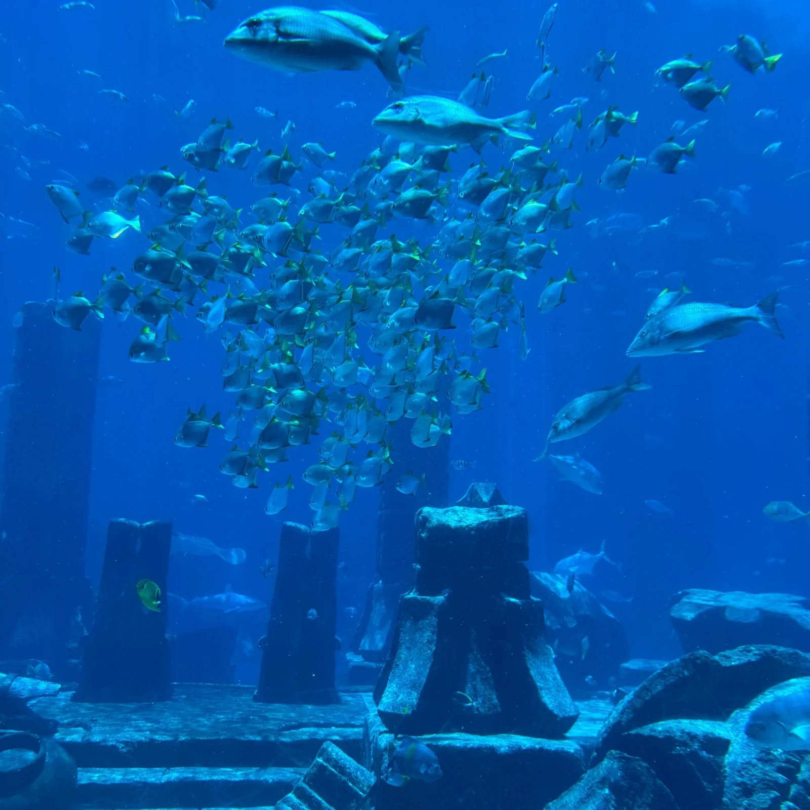 Lost World Aquarium Dubai: más de 65.000 animales marinos en Atlantis