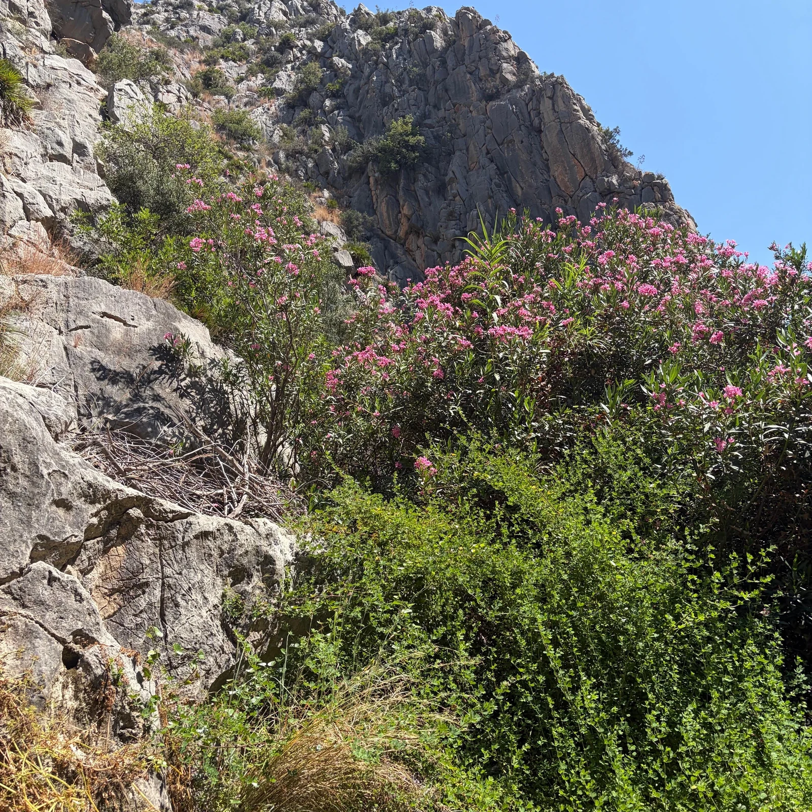 Cascades de l’Algar depuis Benidorm et Albir avec transport et entrée