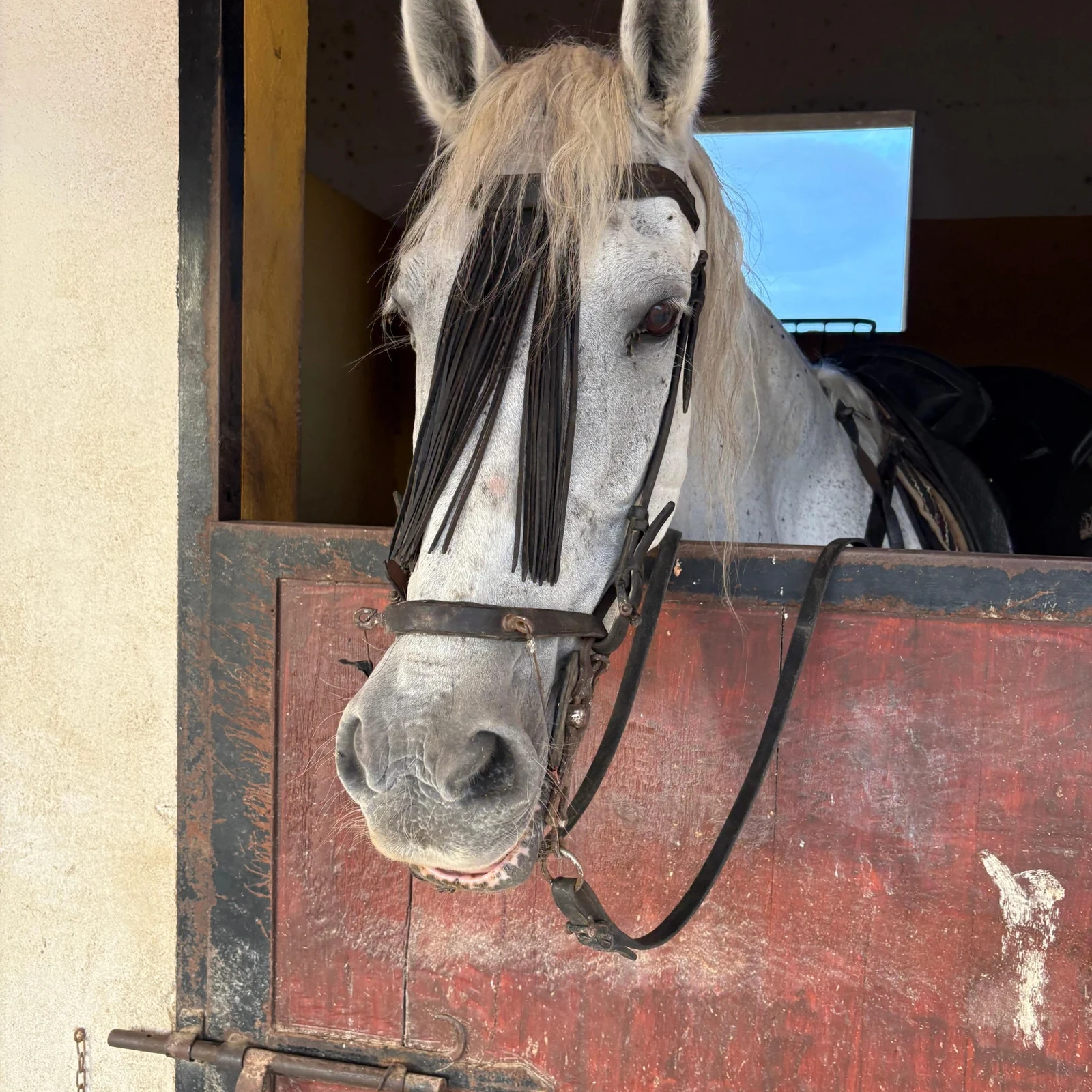 Balade à cheval dans les montagnes de Villajoyosa avec vue sur la Méditerranée