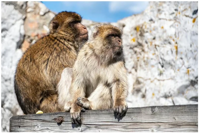 Excursión a Gibraltar desde Sevilla con 5 horas libres