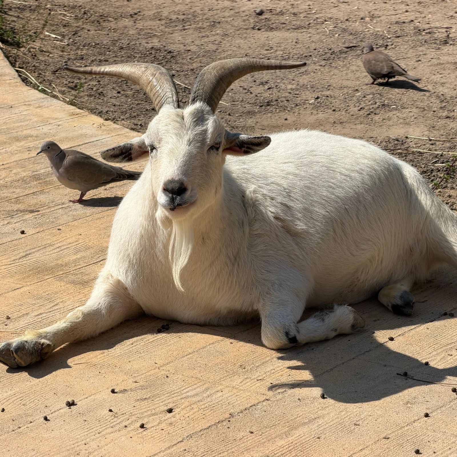 Terra Natura Benidorm: un día entre más de 1.500 animales