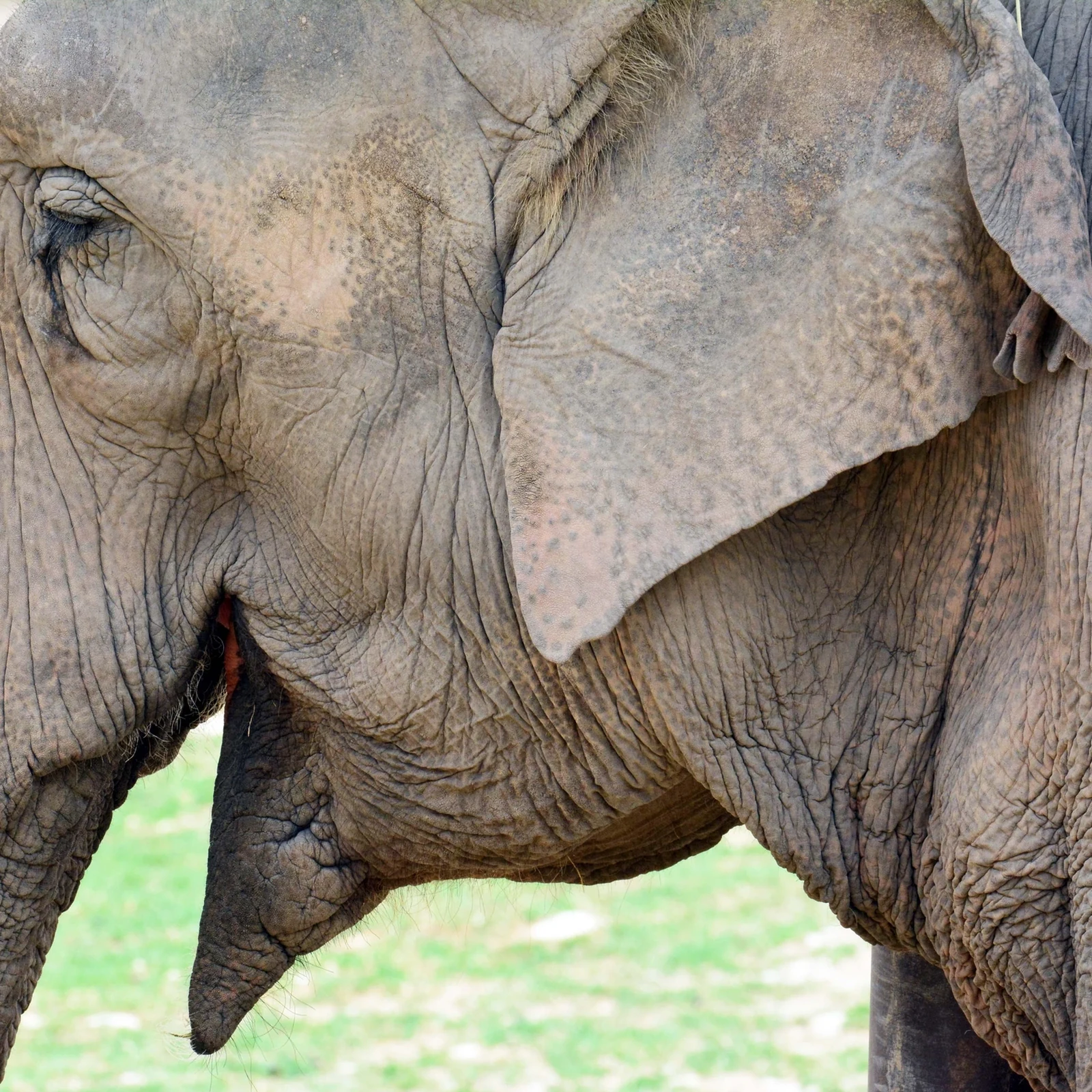 Terra Natura Benidorm : une journée parmi plus de 1 500 animaux