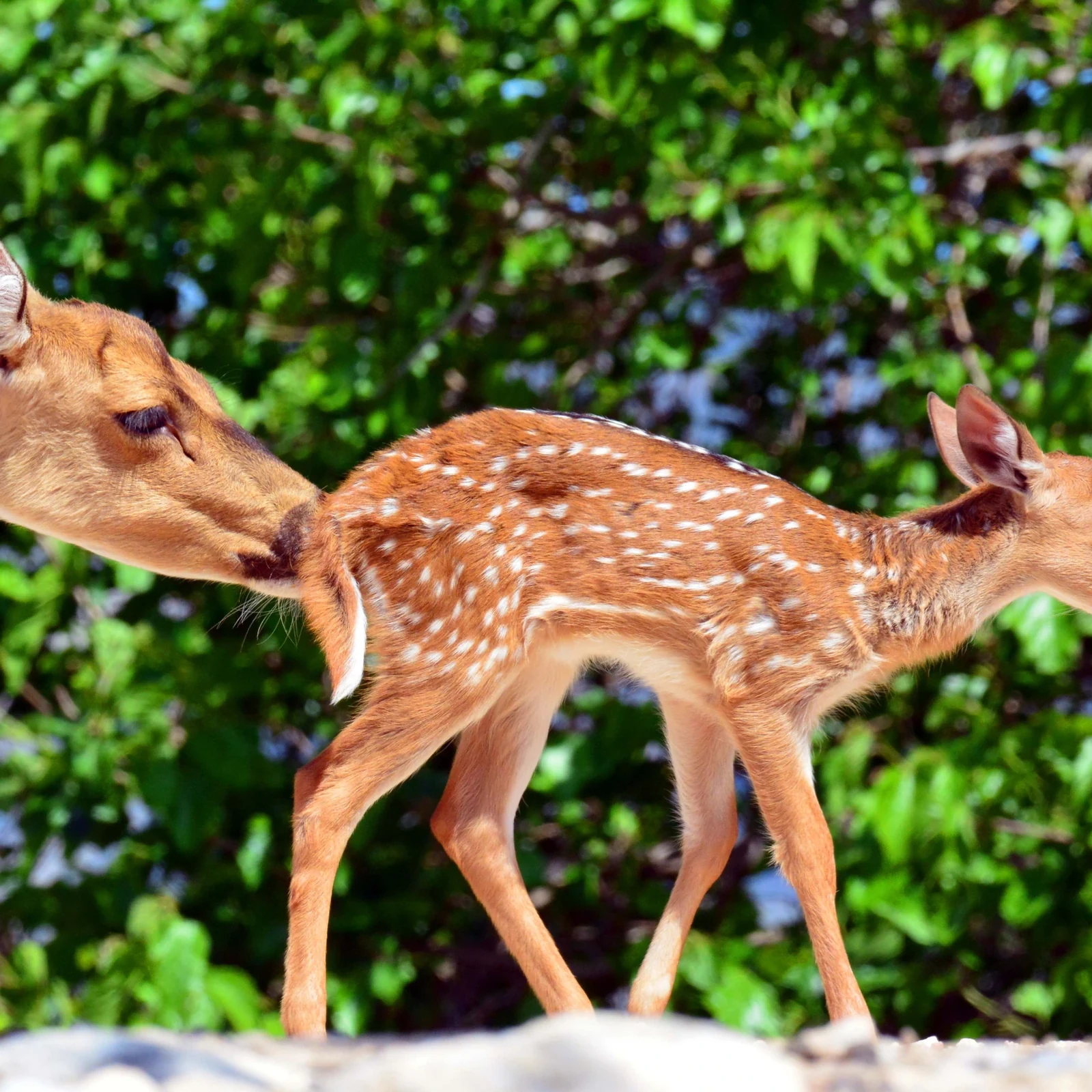 Terra Natura Benidorm : une journée parmi plus de 1 500 animaux