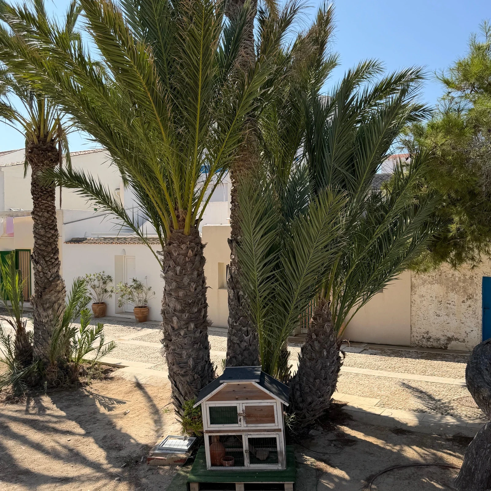 Von Alicante nach Tabarca im Schnellboot – mit Freizeit und Schnorcheln