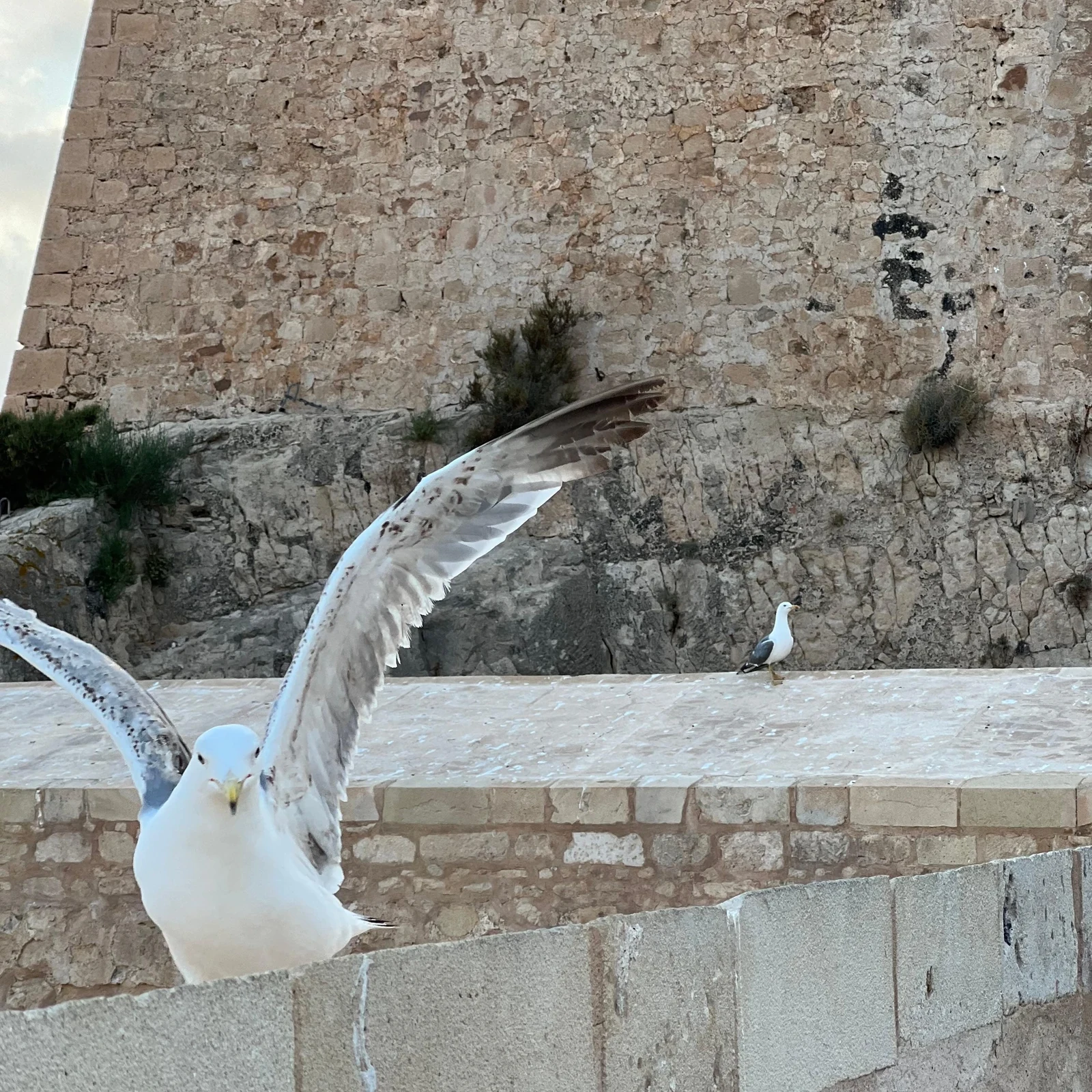 Drei Roséweine, drei Tapas und Alicante zu deinen Füßen auf der Burg Santa Bárbara