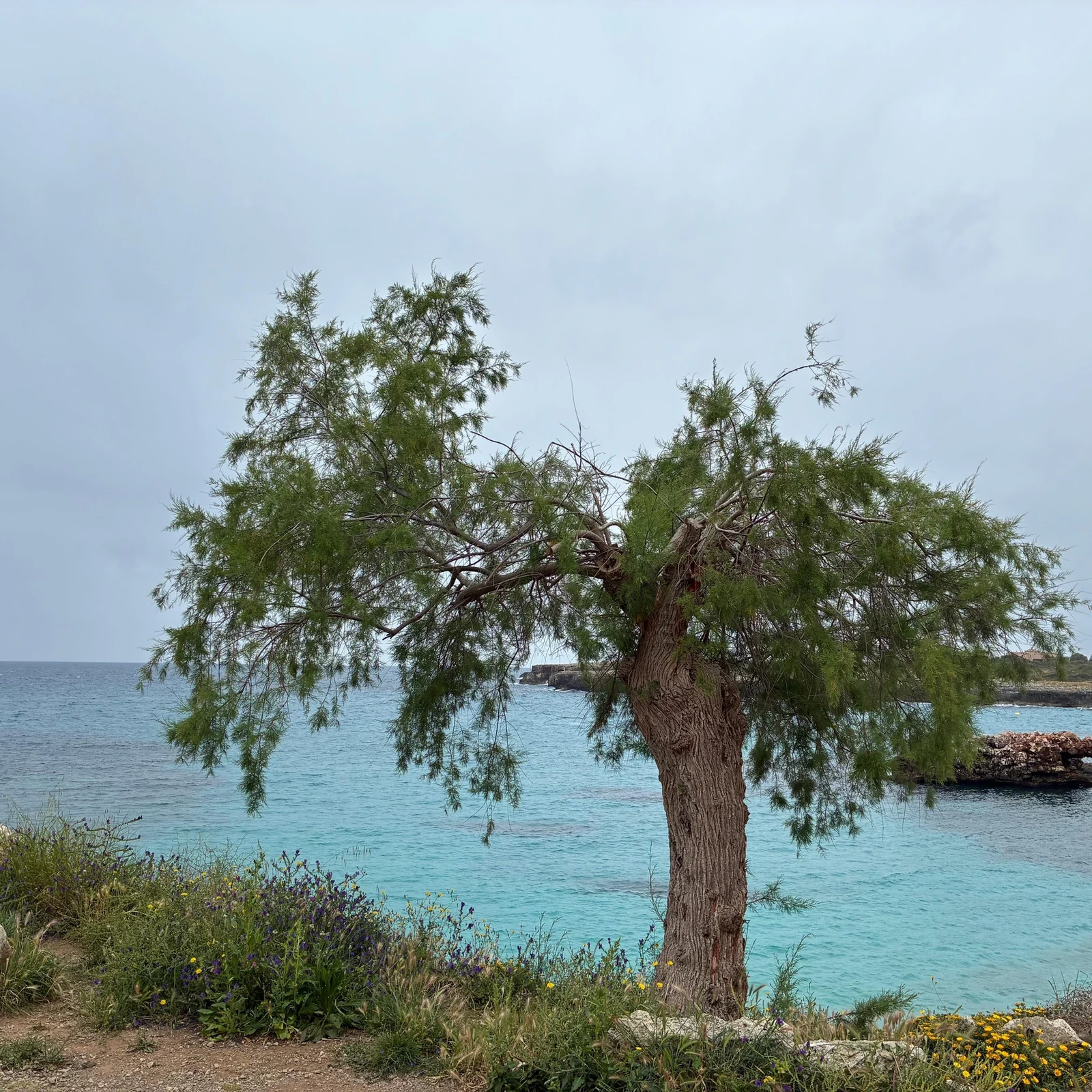 Mallorca im Buggy: selbst fahren zwischen Bergen, Küste und Cala Morlanda