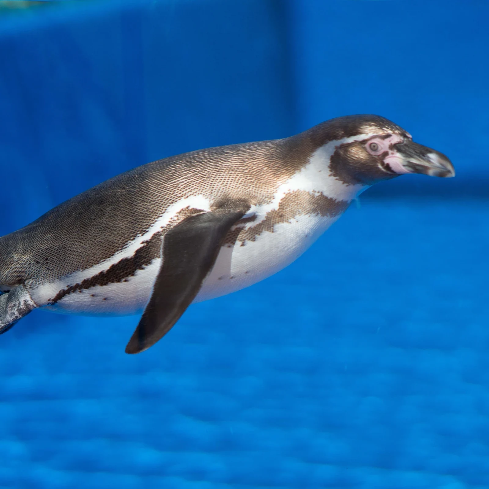 Marineland Mallorca : une journée entre dauphins, aquariums et animaux