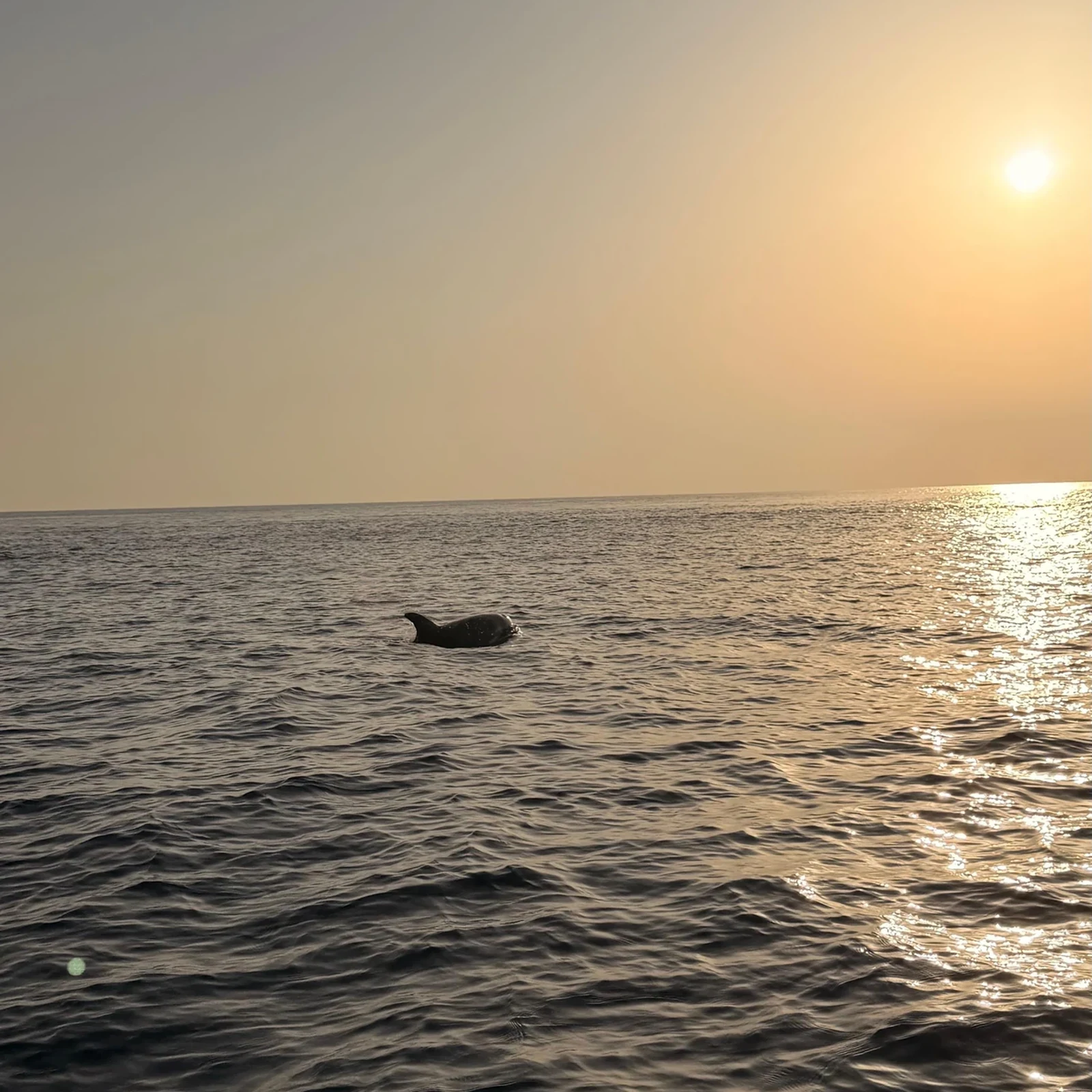 Dauphins, grotte marine et Es Coll Baix depuis Can Picafort