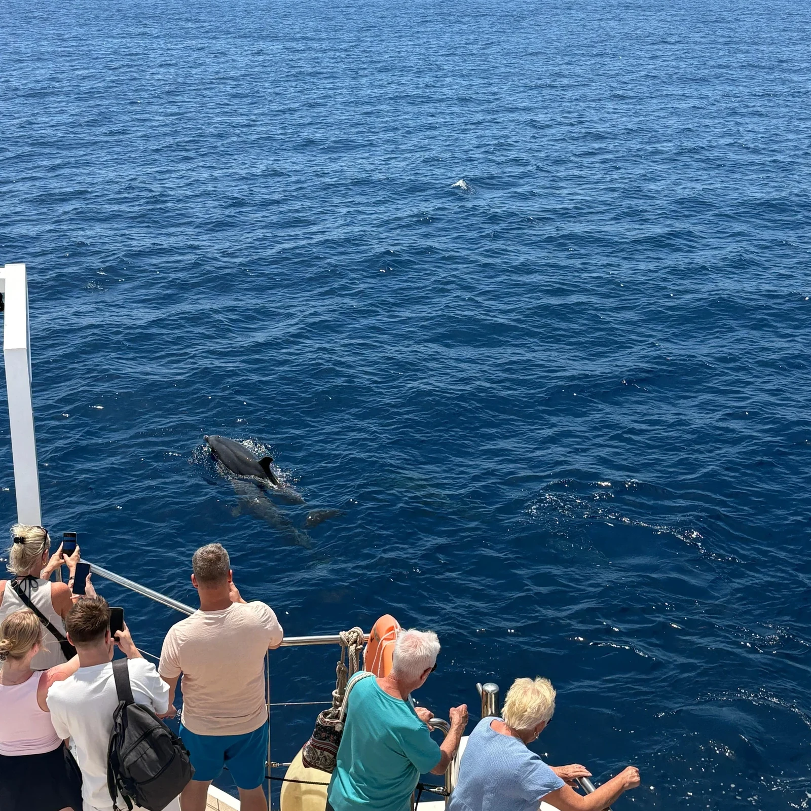 Dauphins en liberté et baignade en crique depuis Palma de Majorque