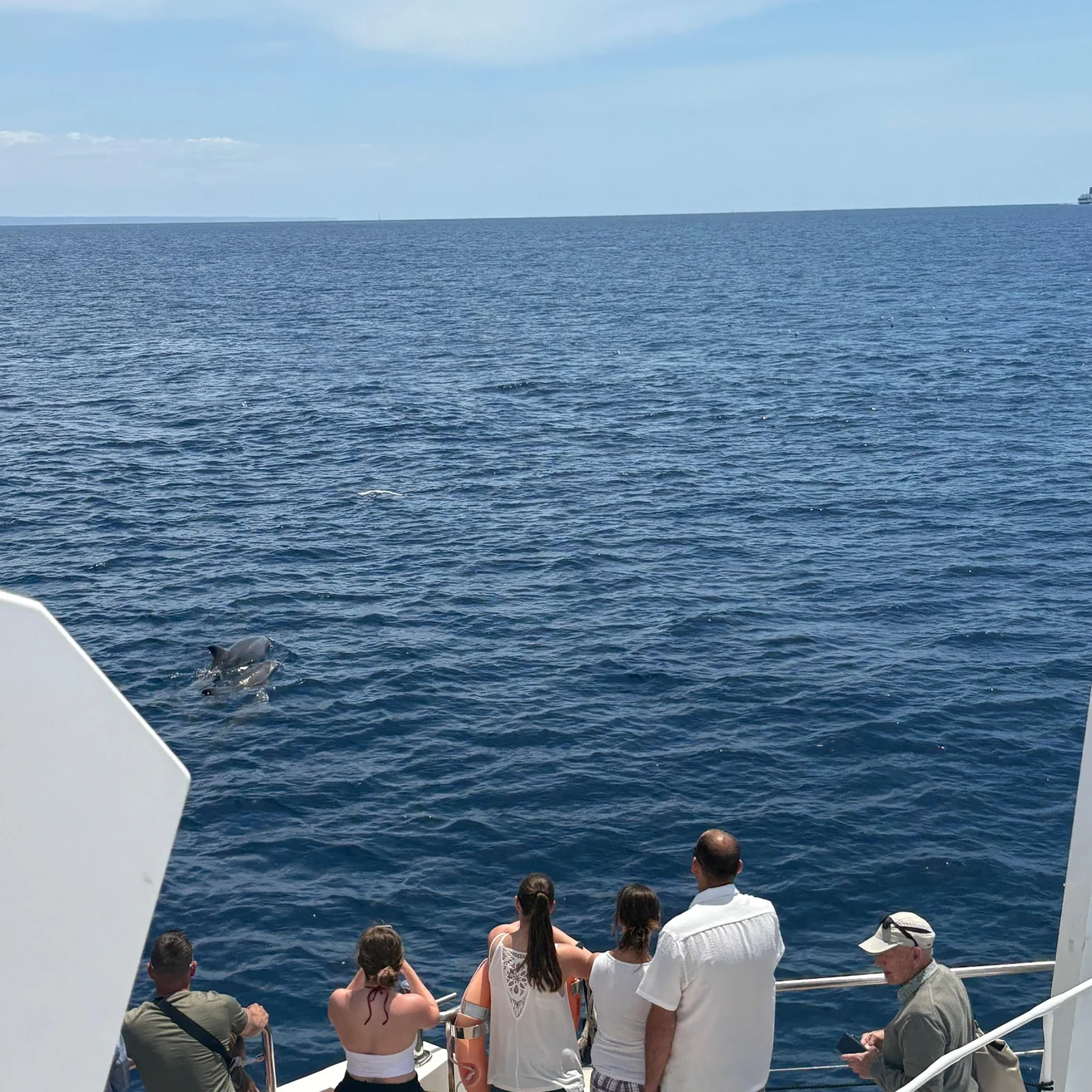 Dauphins en liberté et baignade en crique depuis Palma de Majorque