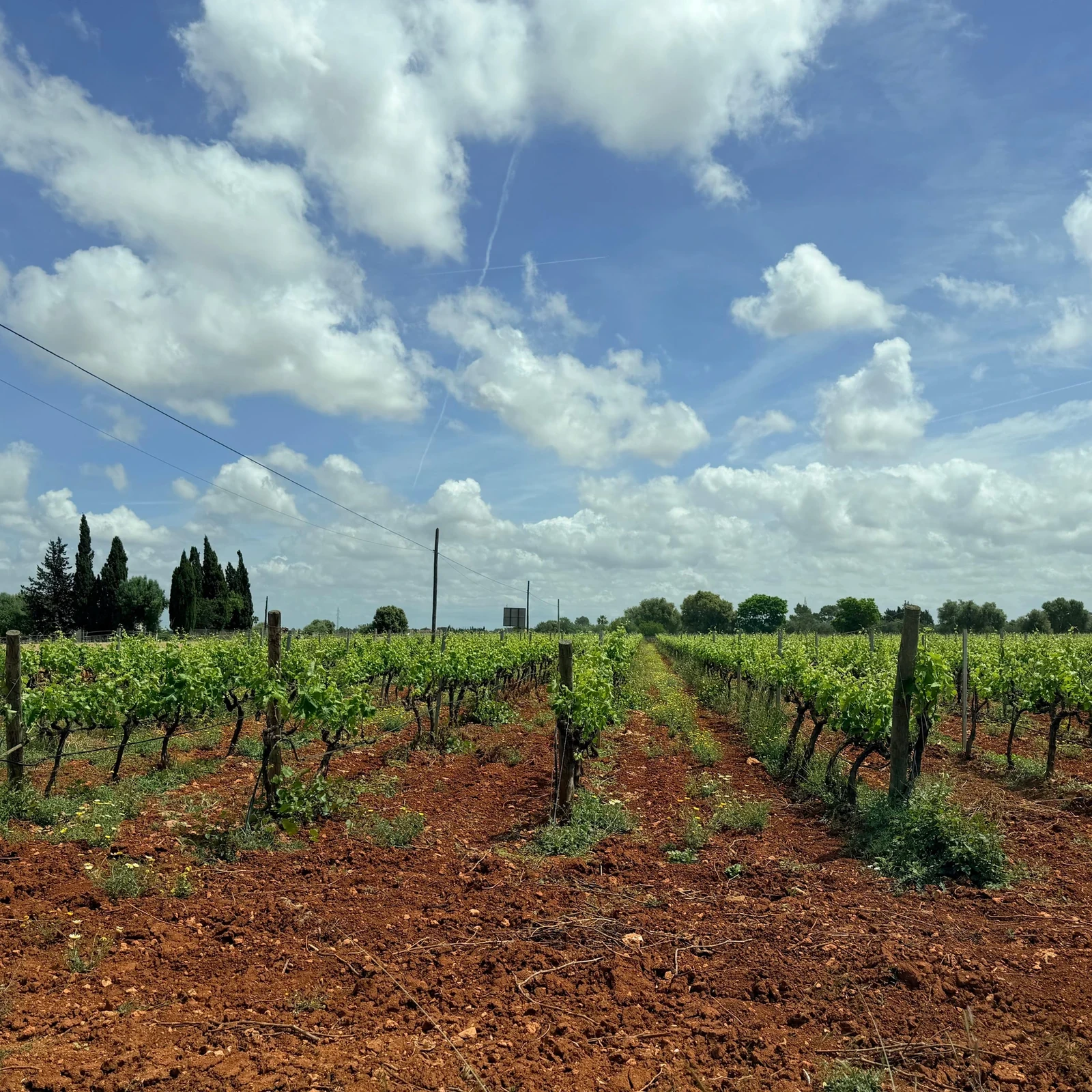 A family-run Mallorca winery, four wines and local flavors