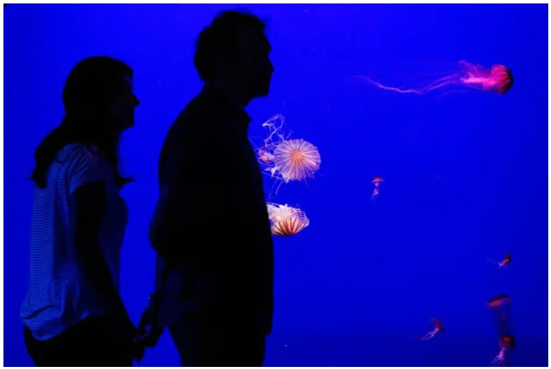 Entrada Acuario de Sevilla: ticket para visitar el acuario