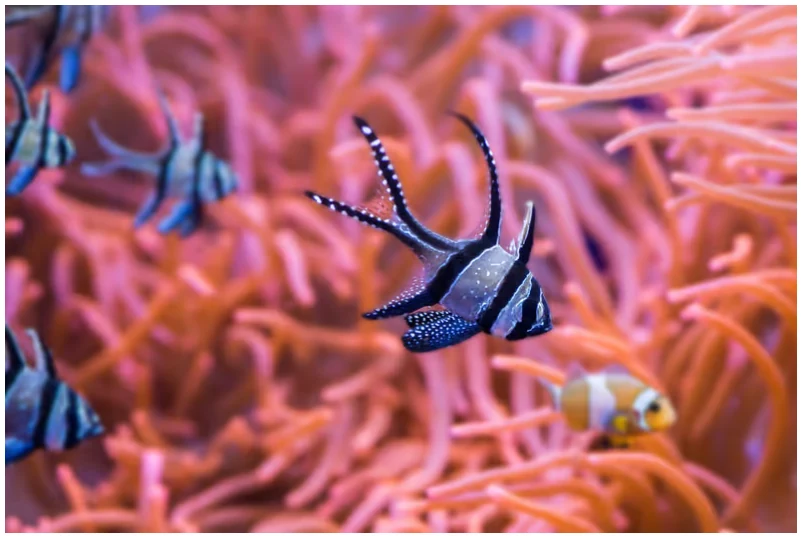 Entrada Acuario de Sevilla: visita el mar de la ciudad con acceso organizado