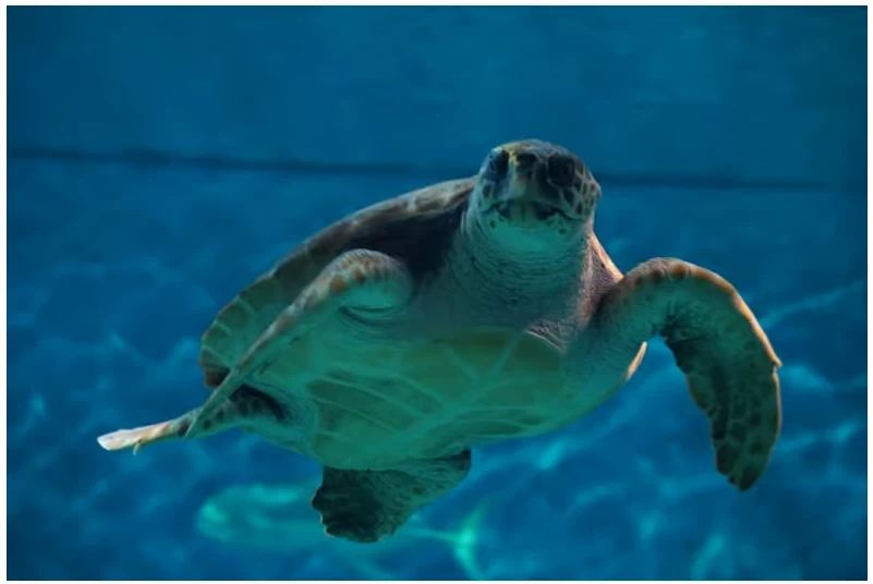 Entrada Acuario de Sevilla: visita el mar de la ciudad con acceso organizado