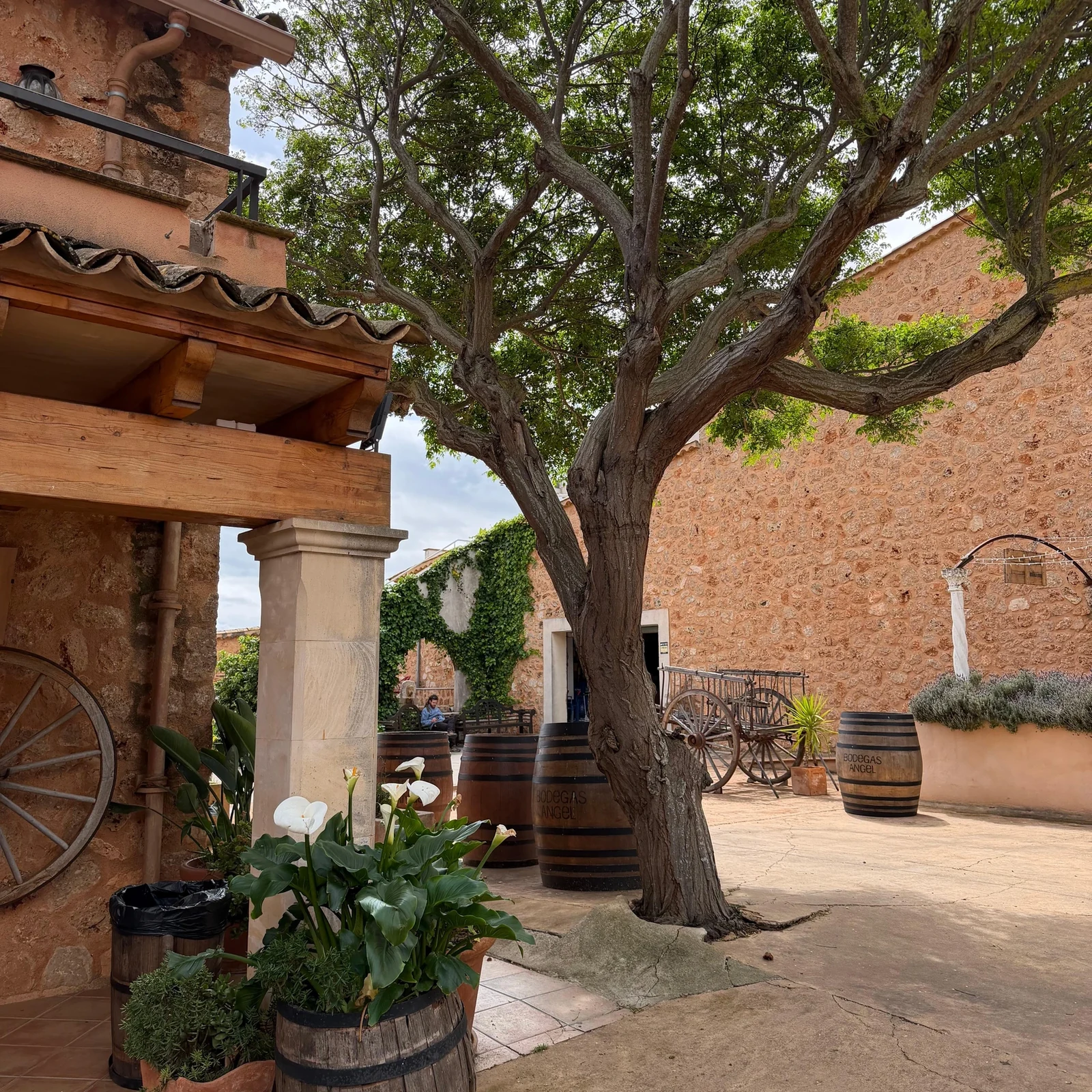 Bodegas Ángel: vineyards, winery and four Mallorcan wines in 2 hours
