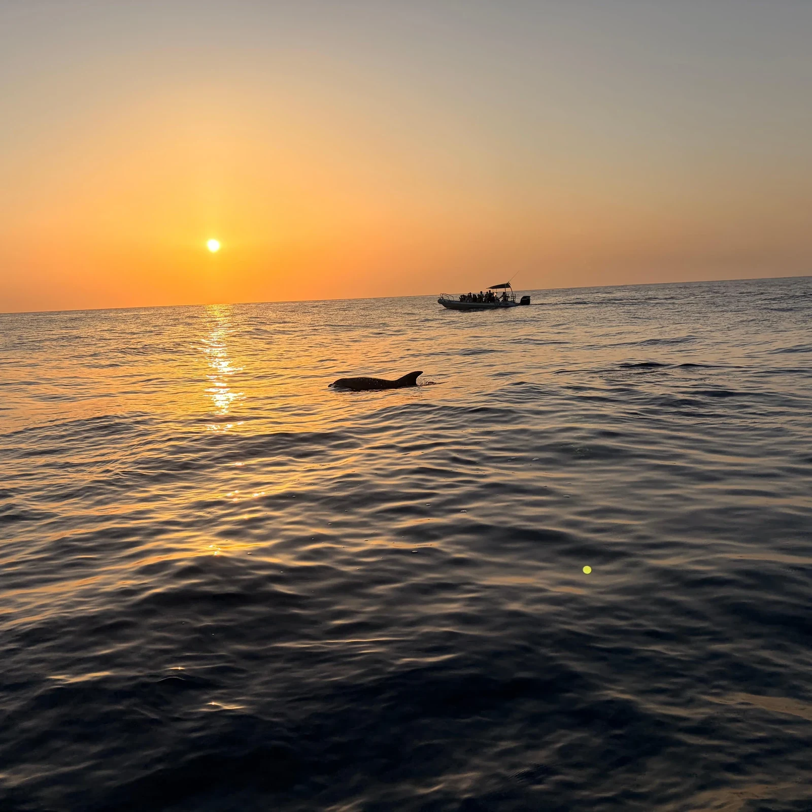 Delfines en la bahía de Alcúdia con recogida y opción de amanecer