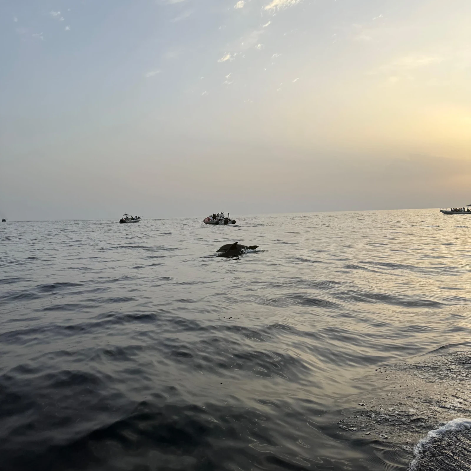 Delfines en la bahía de Alcúdia con recogida y opción de amanecer