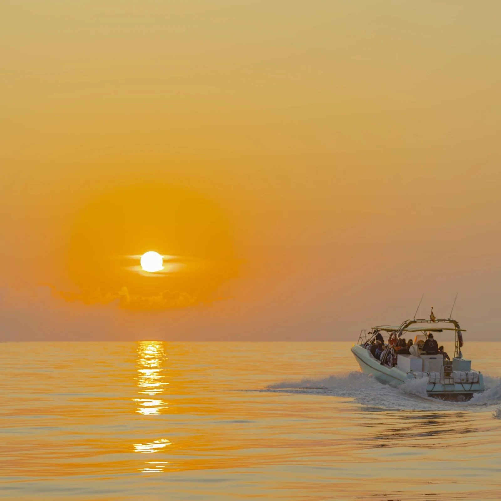 Delfines en la bahía de Alcúdia con recogida y opción de amanecer
