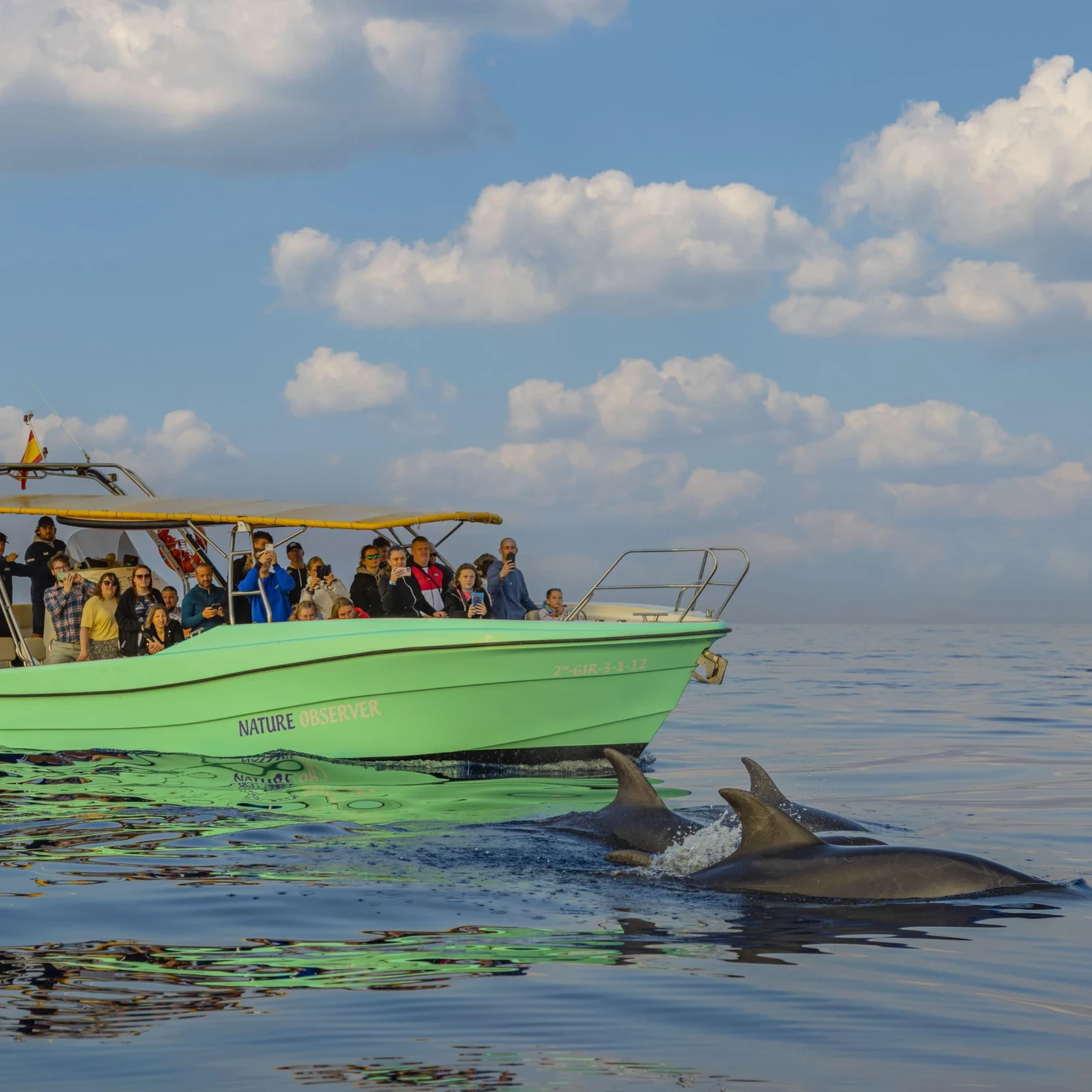 Delfines en la bahía de Alcúdia con recogida y opción de amanecer