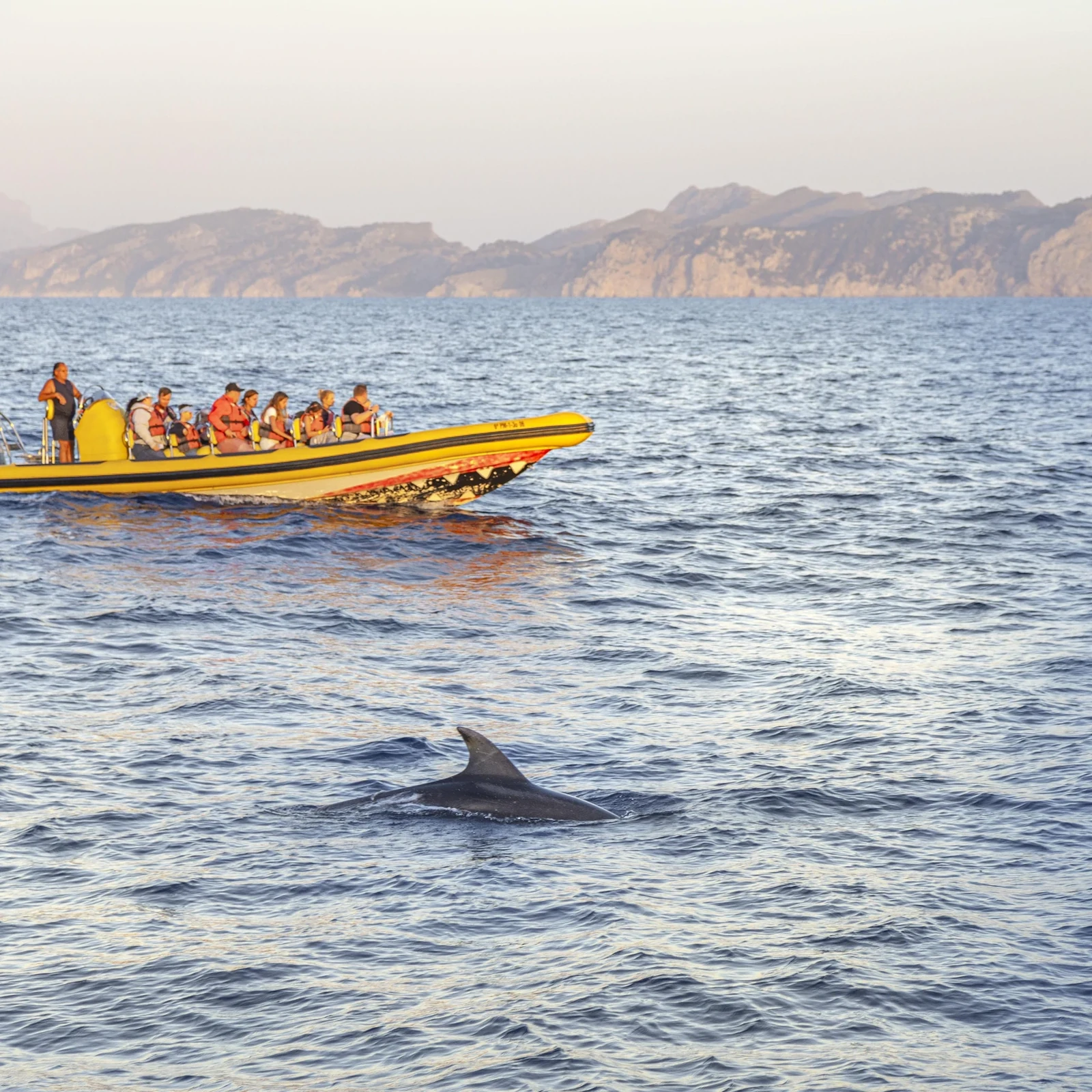 Dolphin watching in the Bay of Alcúdia with pickup and a sunrise option