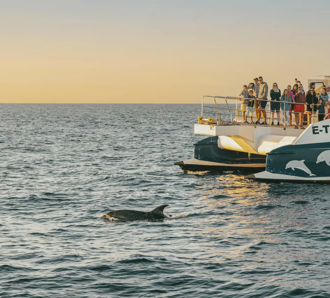 Dolphin watching boat tour from Port d'Alcúdia