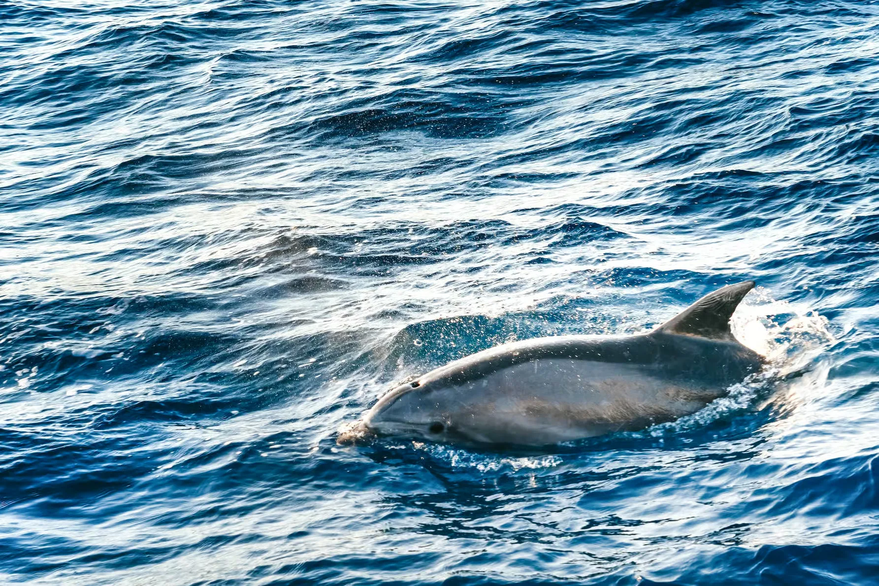 Delfin Bootstour ab Port d'Alcúdia