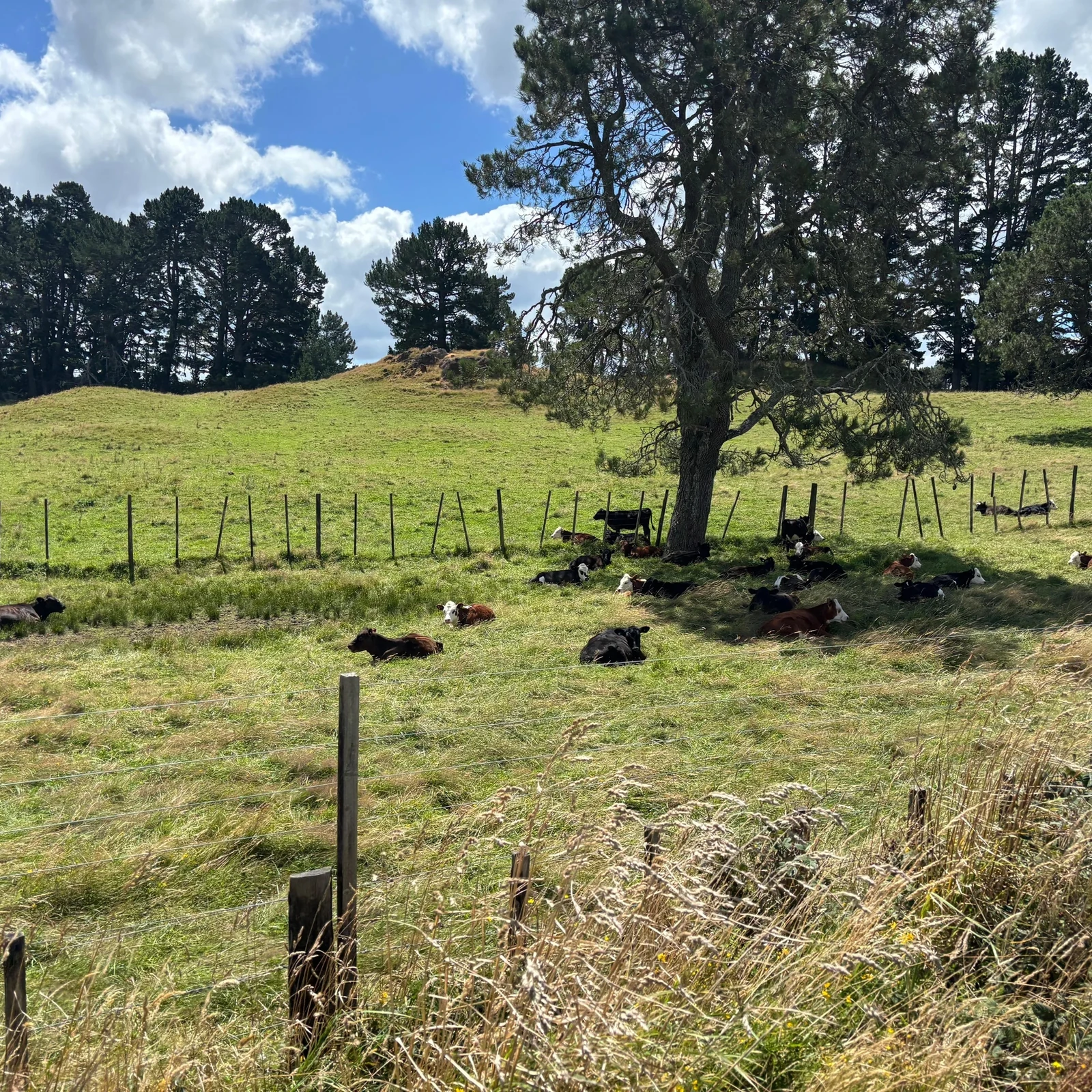 Erkunde die historische Rotorua Railway im Schienenfahrzeug