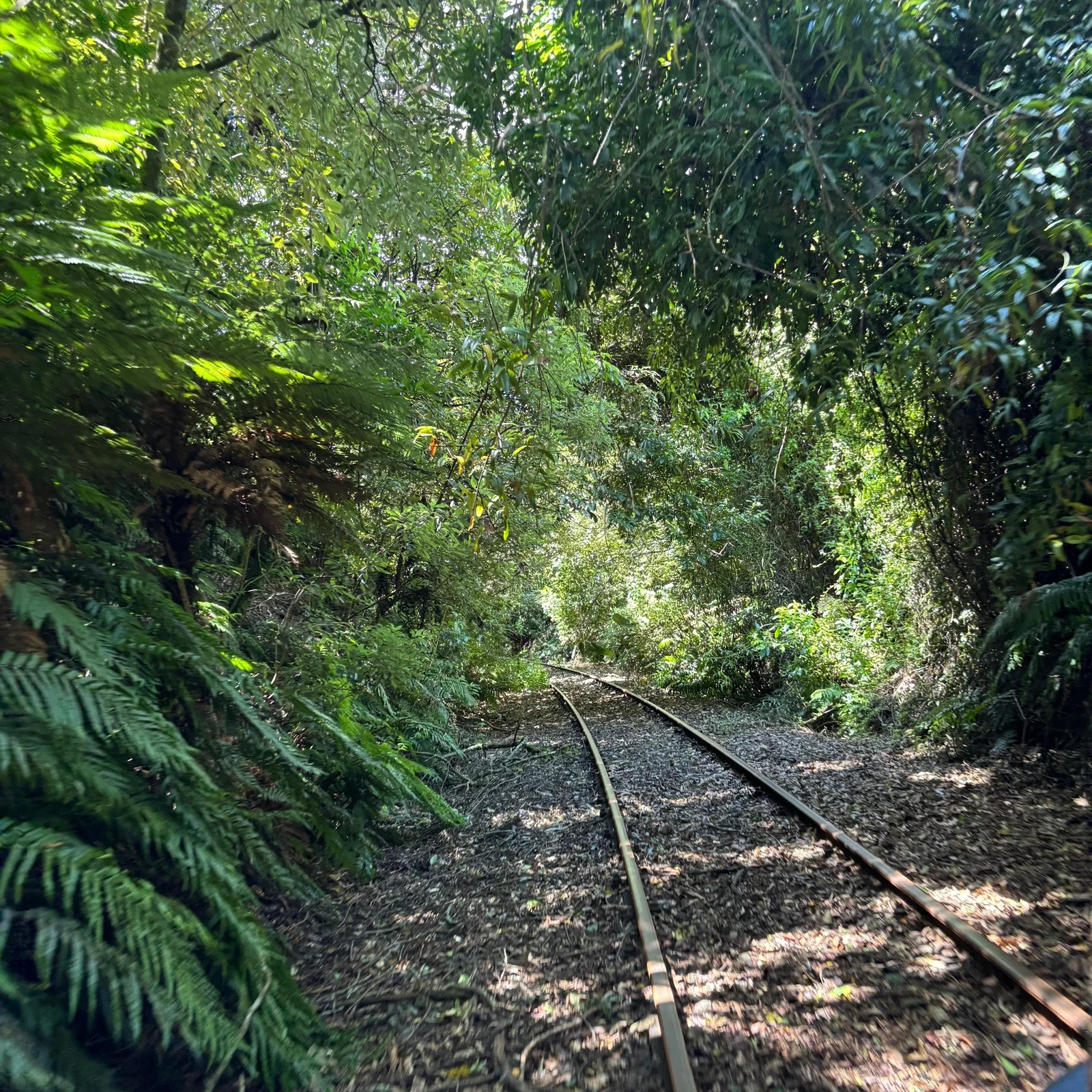 Explore the historic Rotorua Railway by rail car