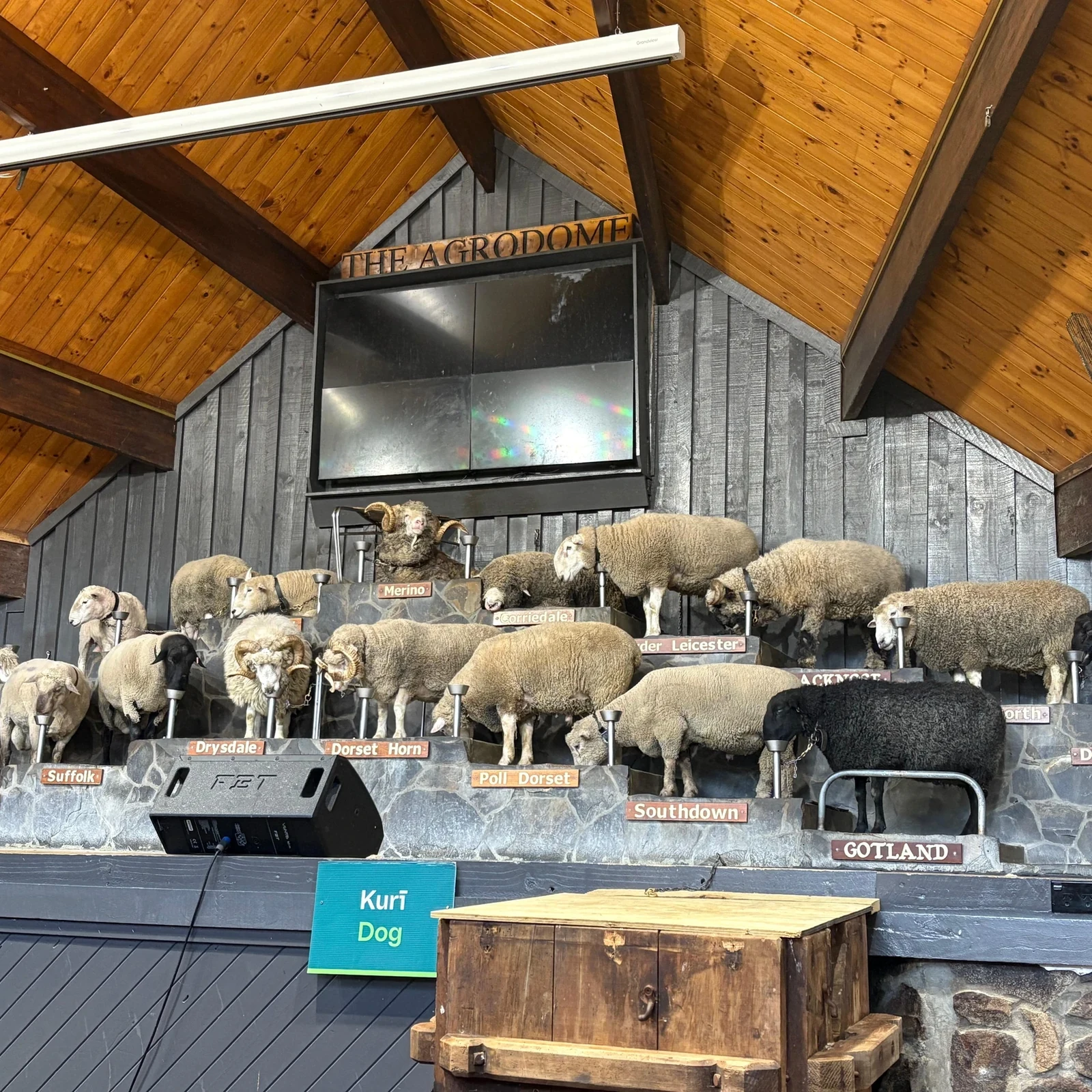 Experience New Zealand farm life at Rotorua’s Agrodome
