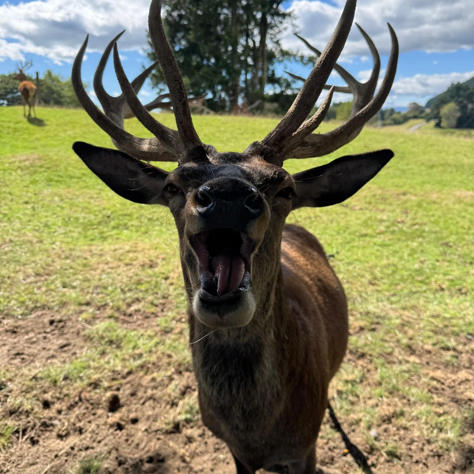 Neuseeländisches Farmleben im Agrodome Rotorua erleben