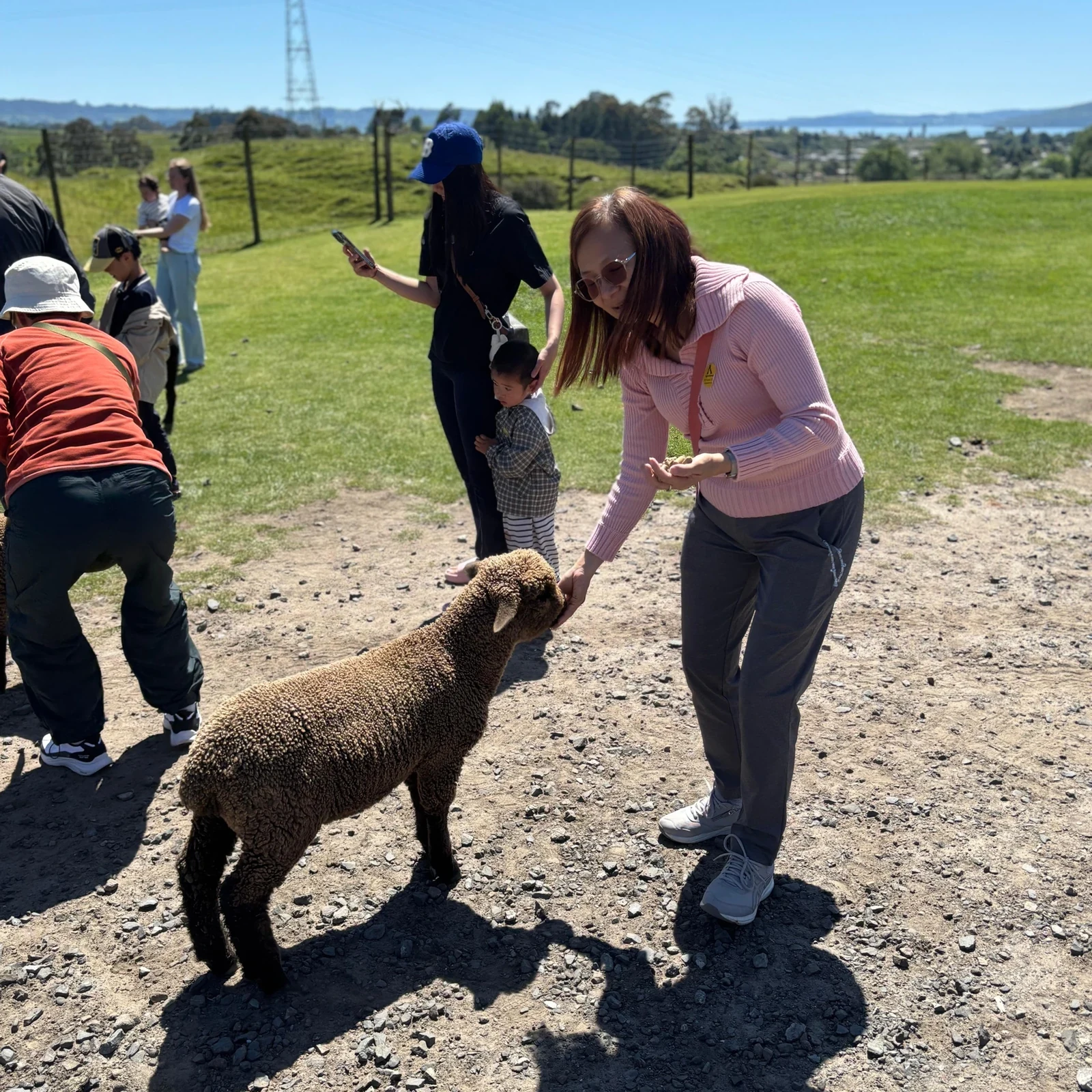 Neuseeländisches Farmleben im Agrodome Rotorua erleben