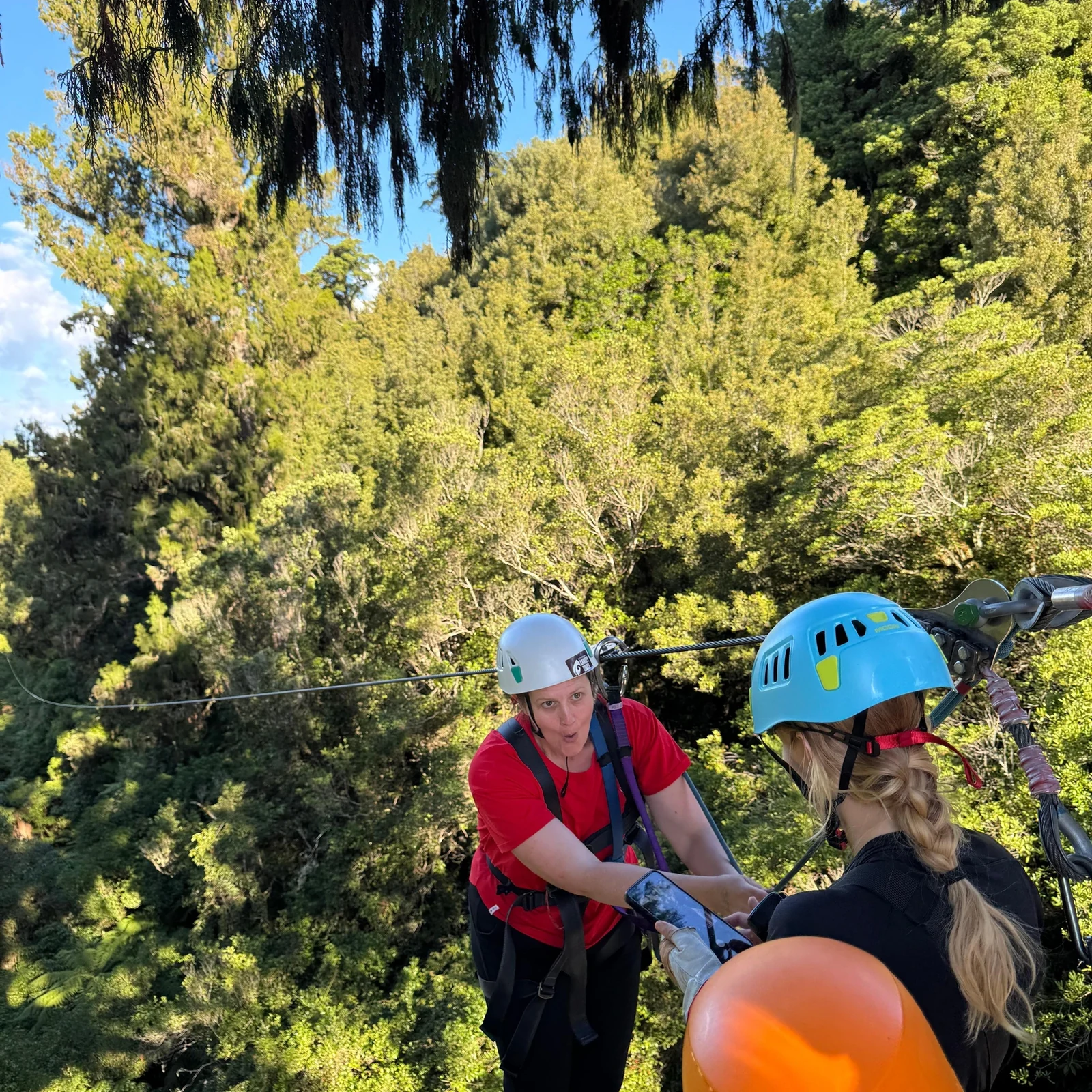 Sechs Seilrutschen zwischen uralten Bäumen bei Rotorua