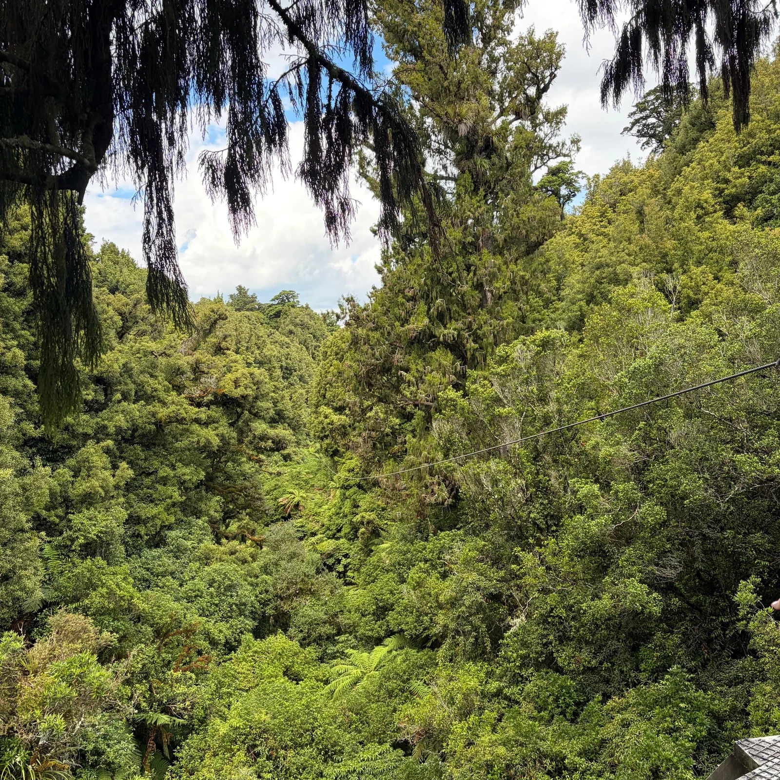 Six ziplines among ancient trees near Rotorua