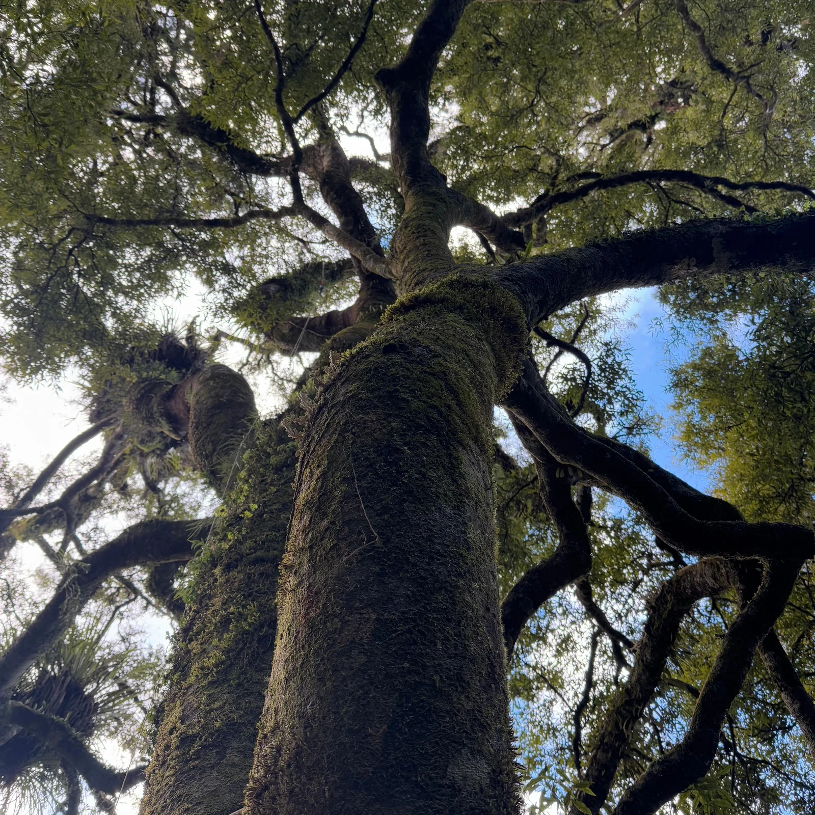 Six ziplines among ancient trees near Rotorua