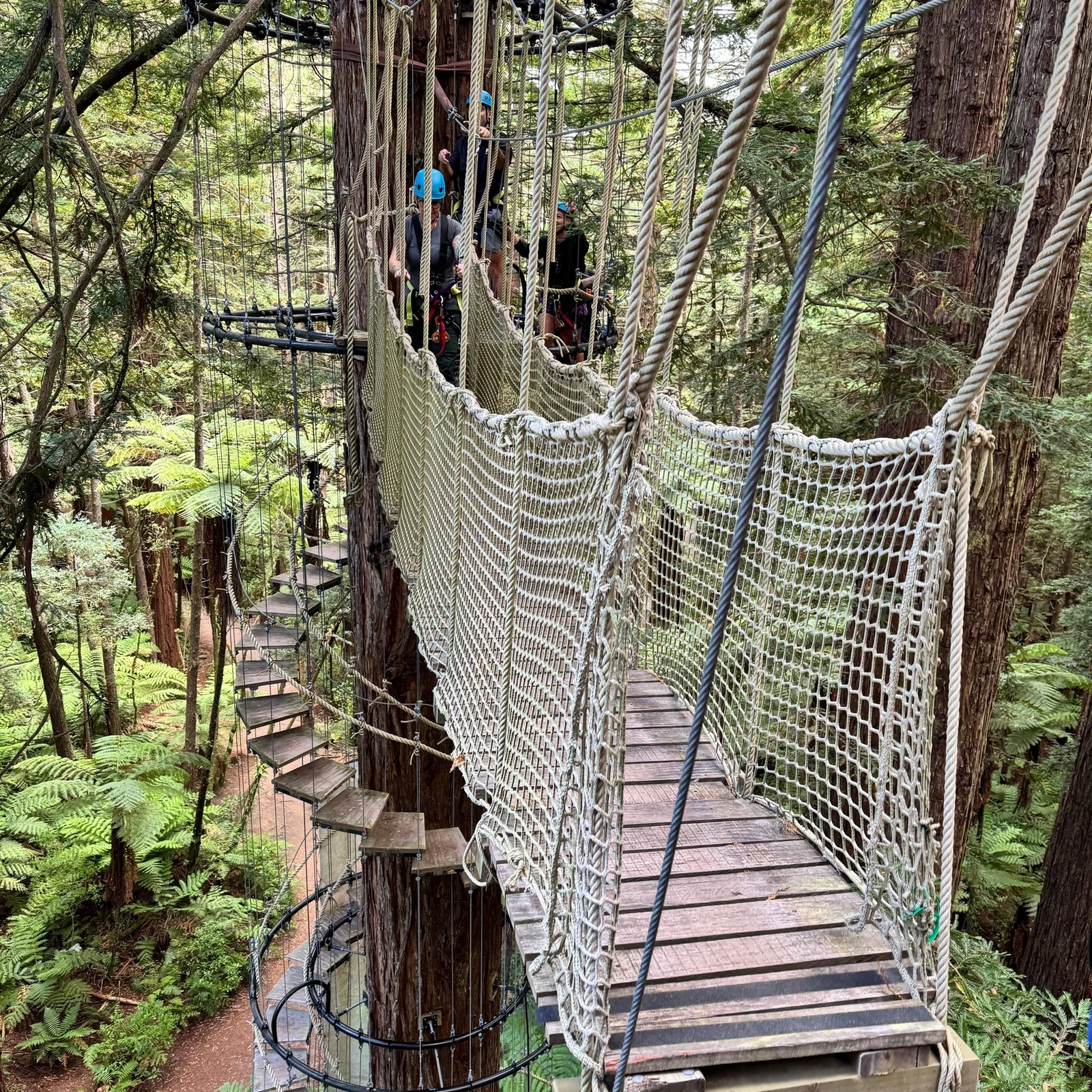 Höhenabenteuer und beleuchteter Wald in Rotoruas Redwoods