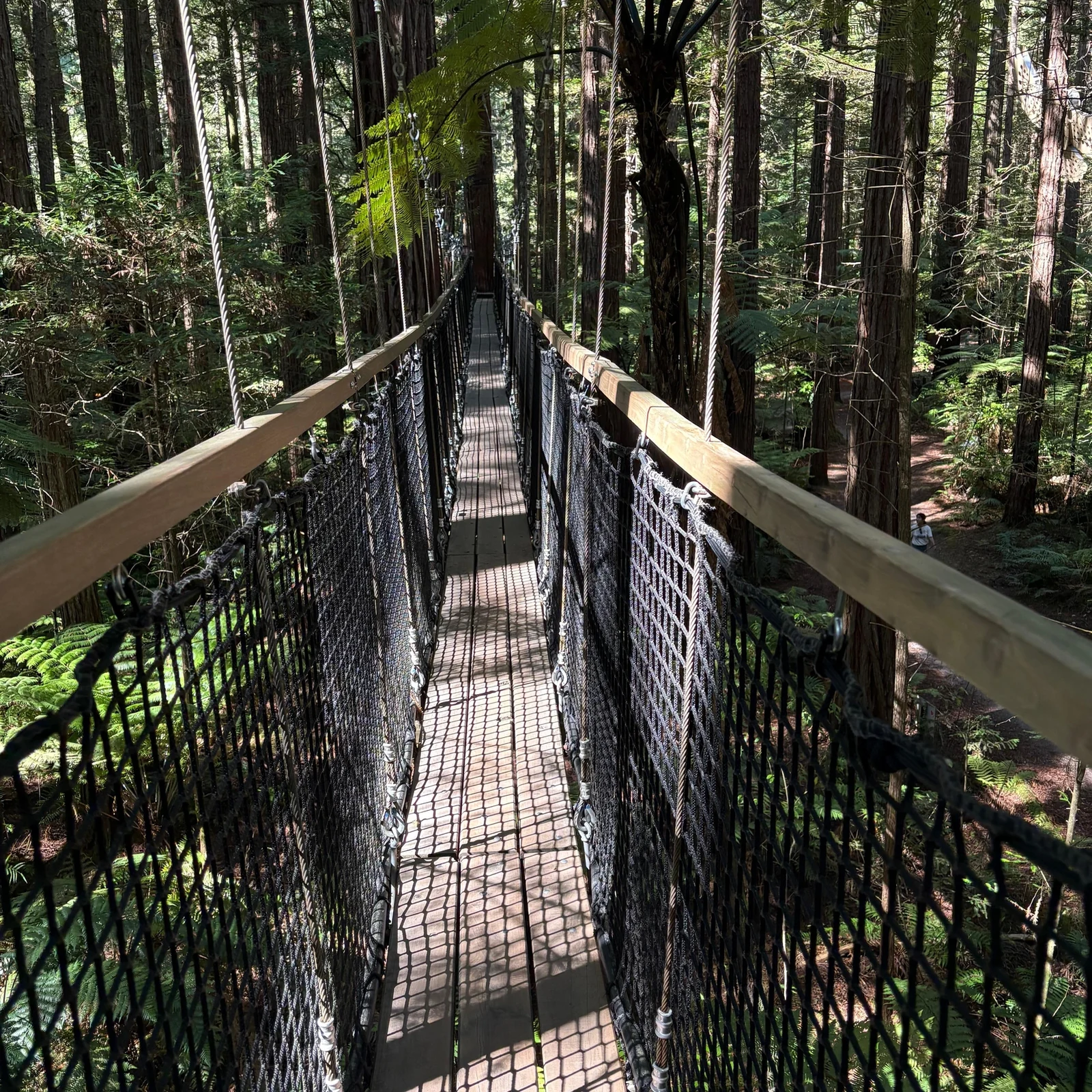 Höhenabenteuer und beleuchteter Wald in Rotoruas Redwoods