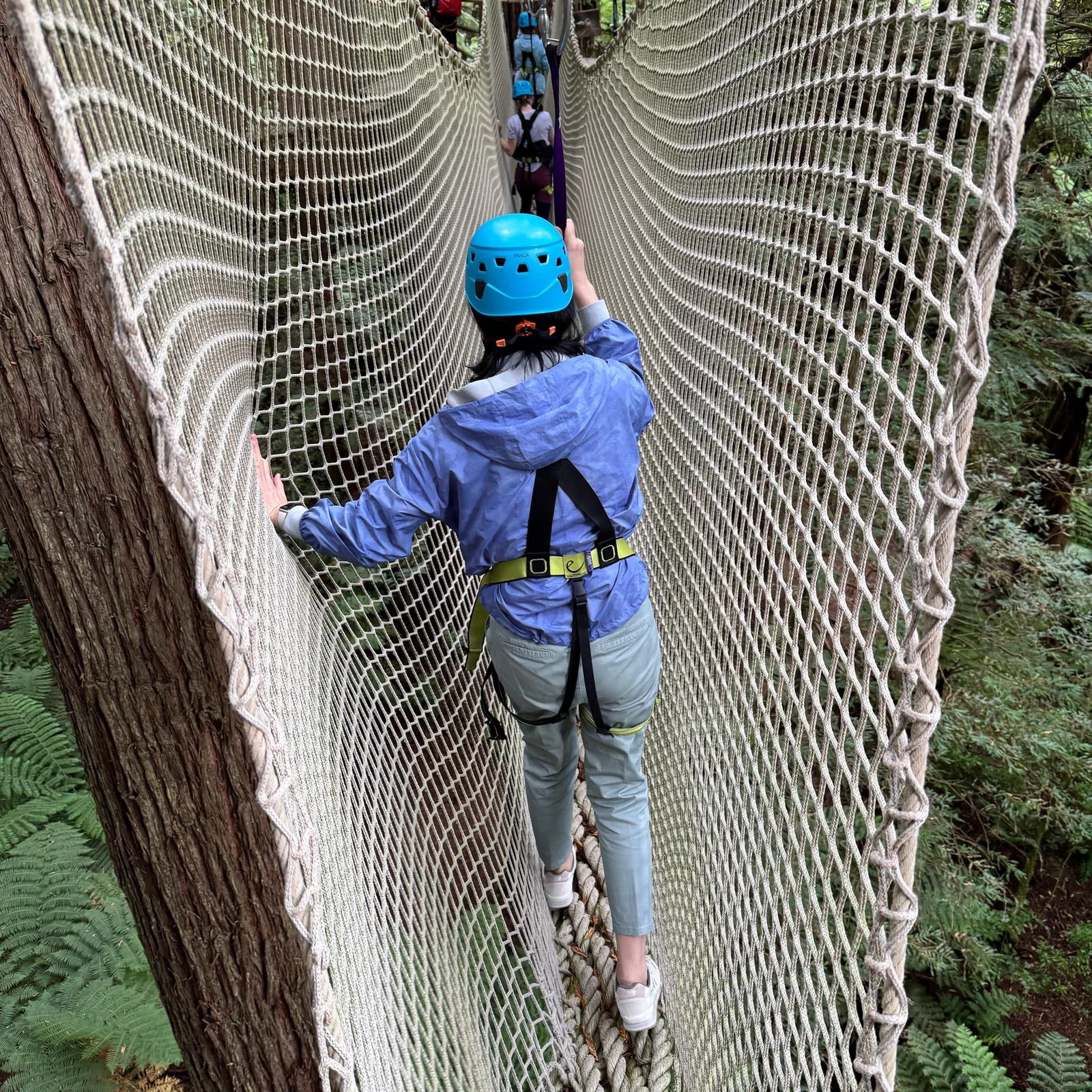 Höhenabenteuer und beleuchteter Wald in Rotoruas Redwoods