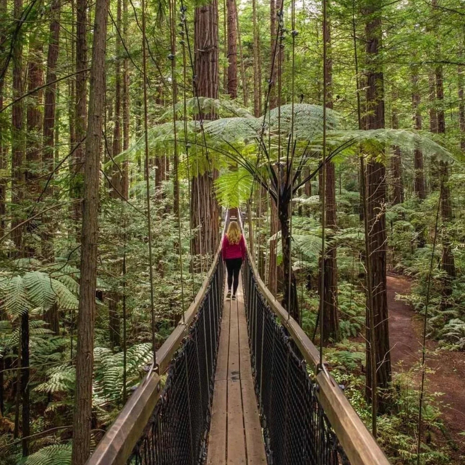 Explore Rotorua from Auckland with private transport and an adaptable route